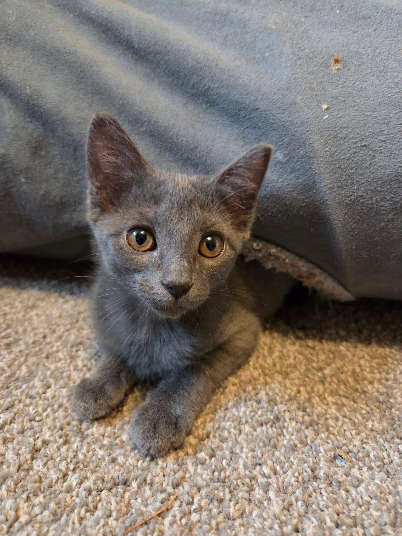 Cloudberry, an adopted Domestic Short Hair in Manhattan, KS image 1/6