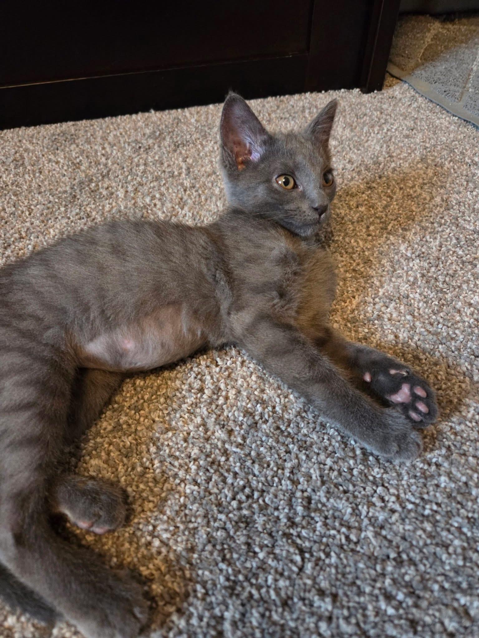 Cloudberry, an adopted Domestic Short Hair in Manhattan, KS image 6/6