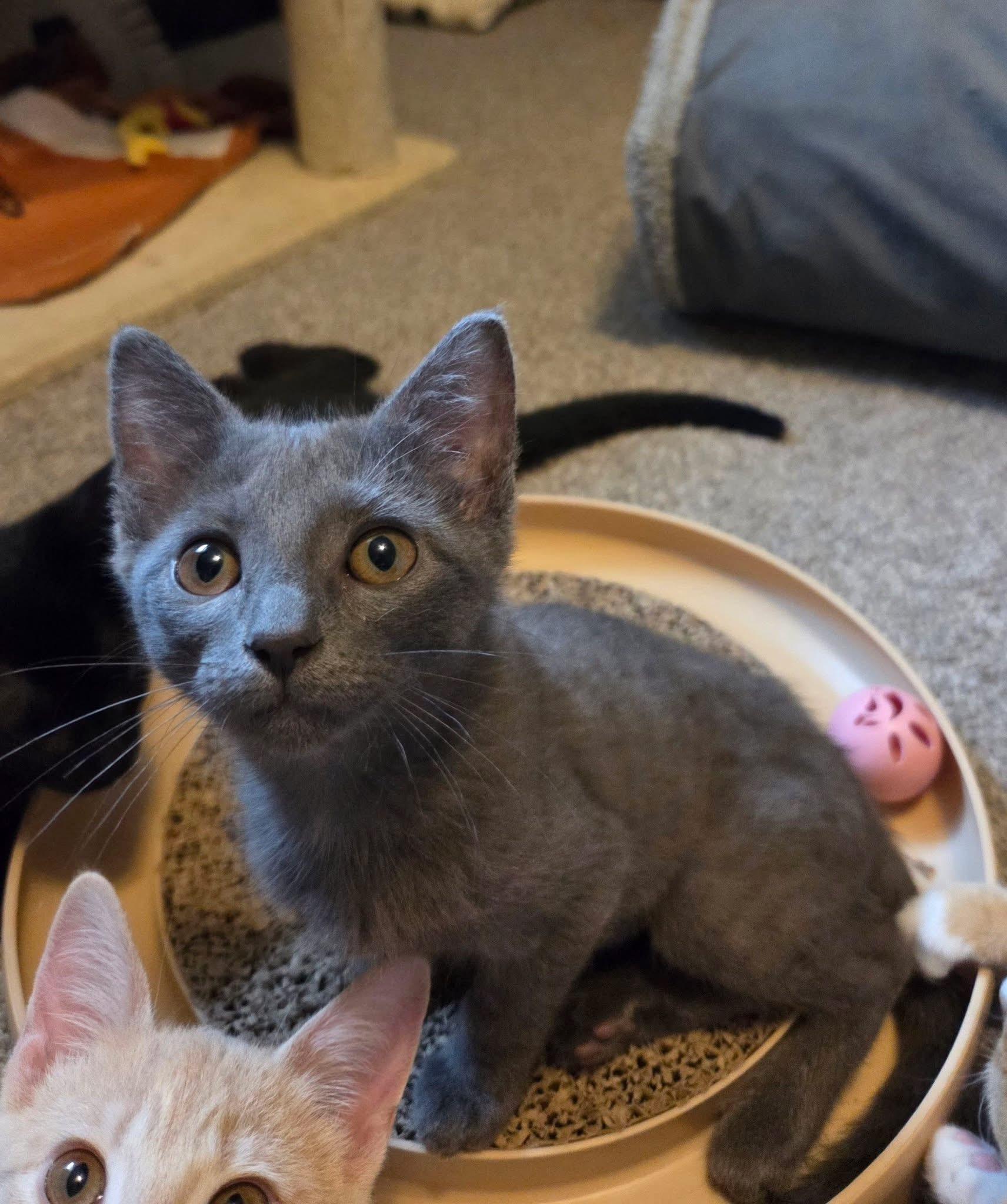 Cloudberry, an adopted Domestic Short Hair in Manhattan, KS image 3/6