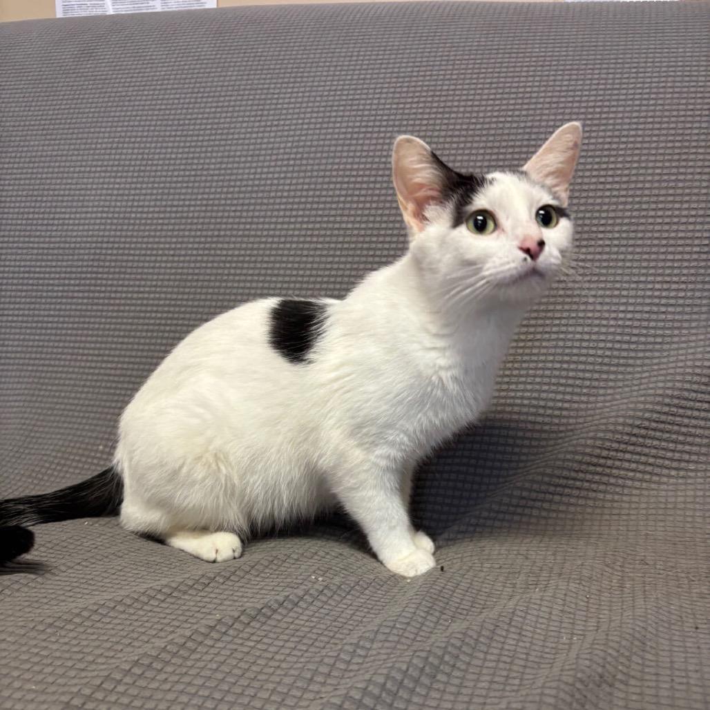 Weasel *Meet me at Plymouth Petsmart*, Adoptable, Adult Female Domestic Short Hair.