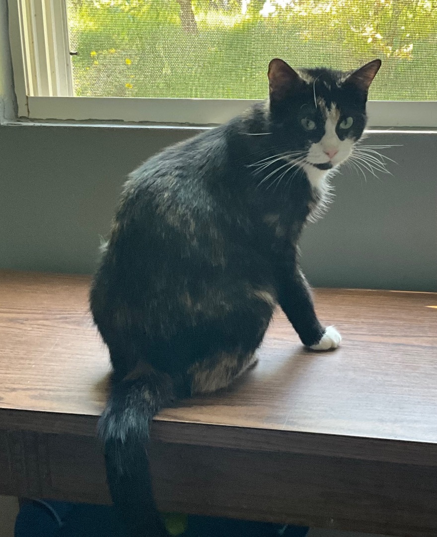 LaDonna, a Adoptable mixed breed in Avonmore, PA image 1/5