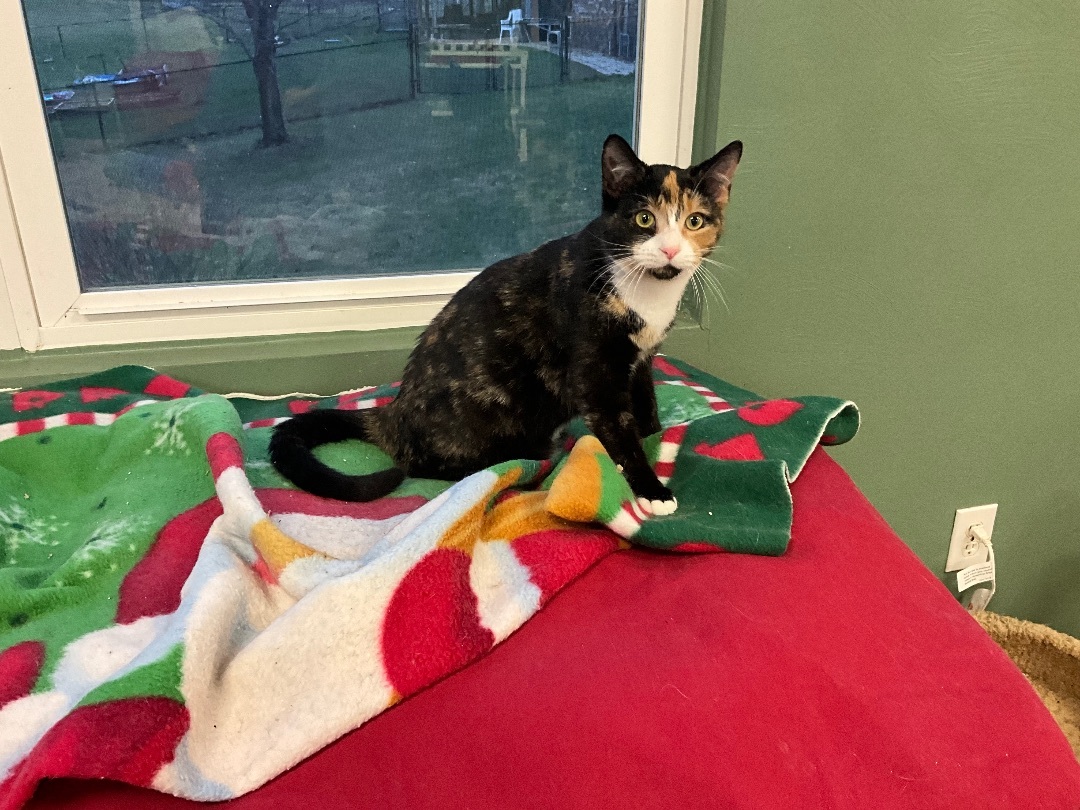 LaDonna, a Adoptable mixed breed in Avonmore, PA image 2/5