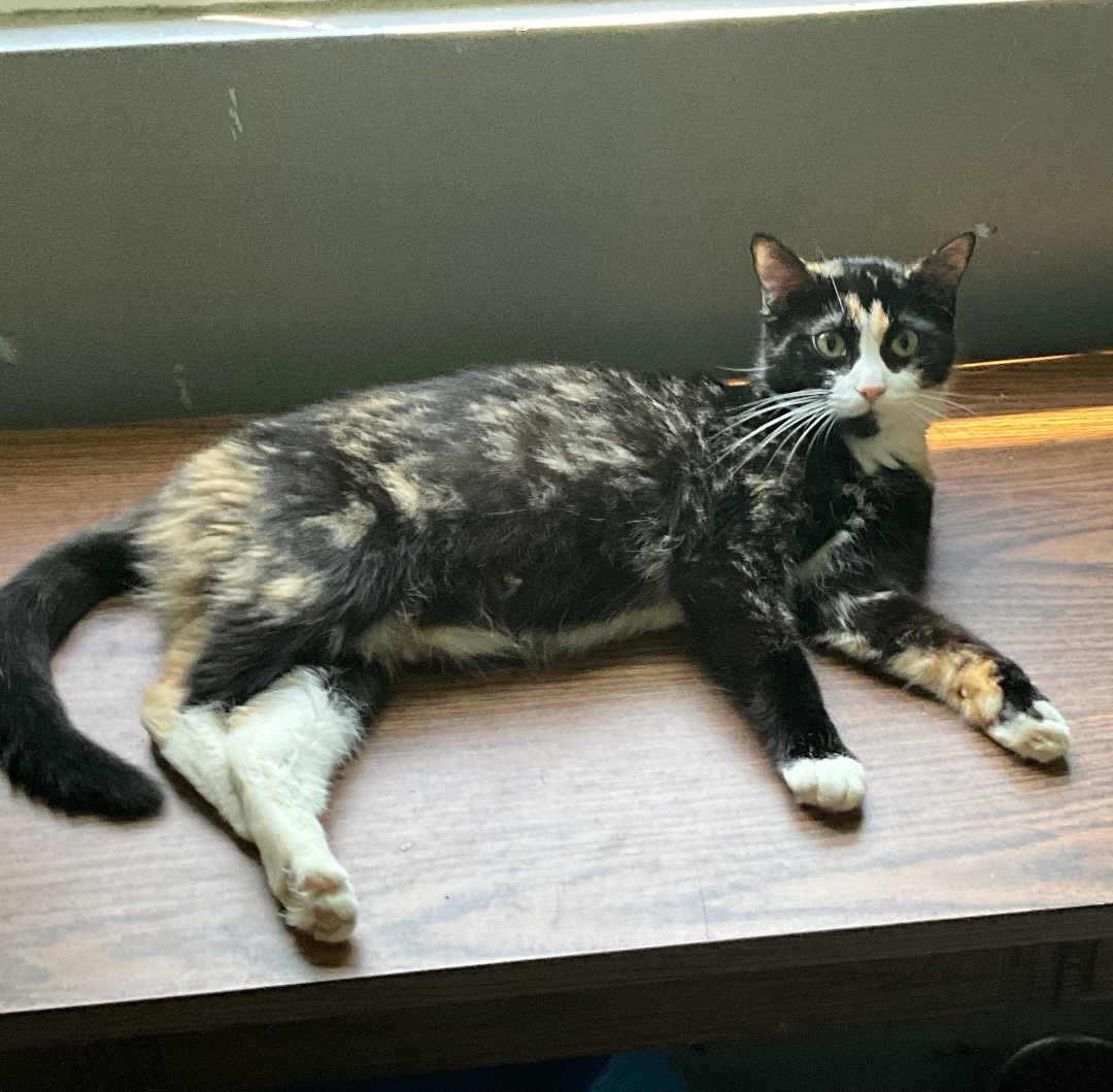 LaDonna, a Adoptable mixed breed in Avonmore, PA image 3/5