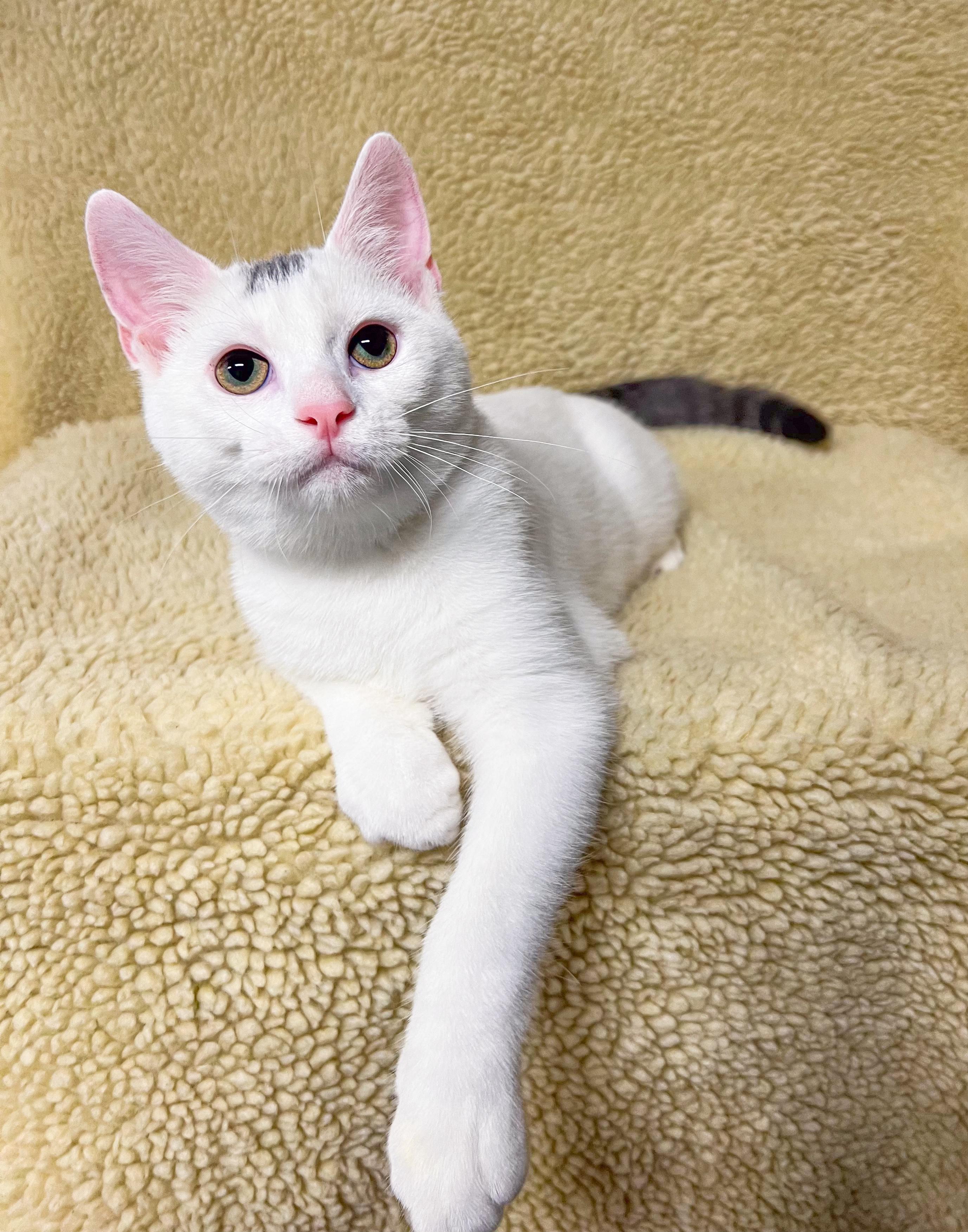 Sparks, Adoptable, Kitten Female Domestic Short Hair.