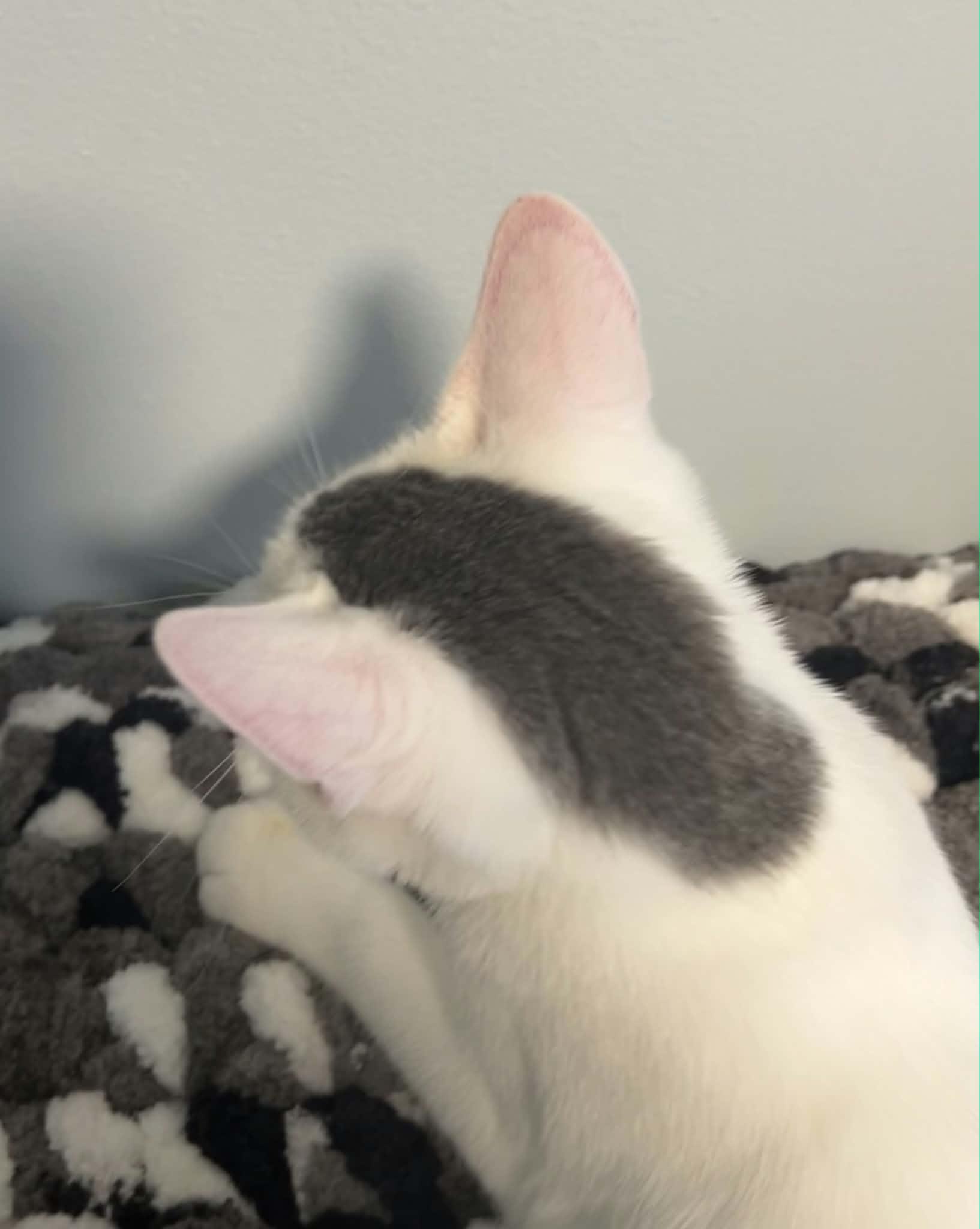 Enlarge Sparks, a Adoptable Domestic Short Hair in Mullica Hill, NJ image 5/5