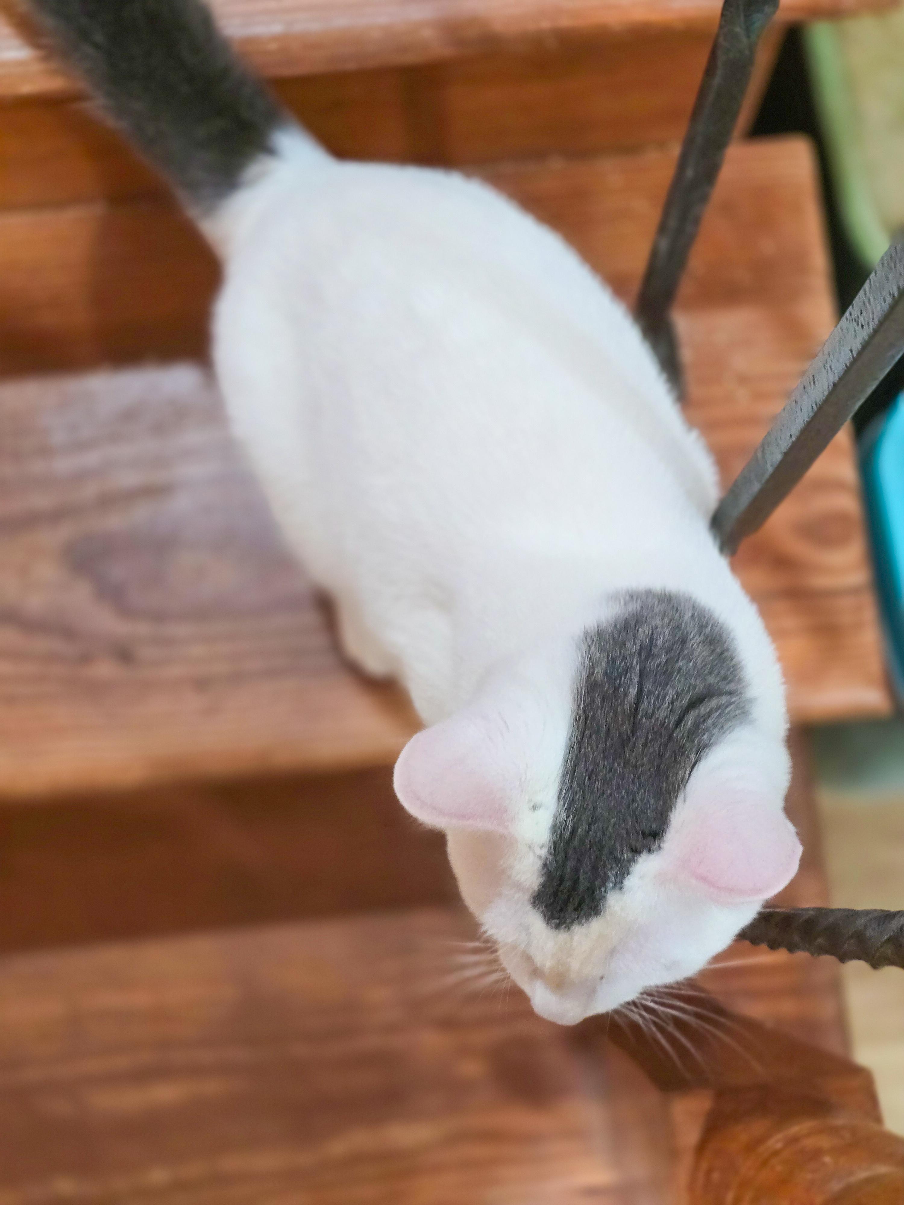 Enlarge Sparks, a Adoptable Domestic Short Hair in Mullica Hill, NJ image 5/5