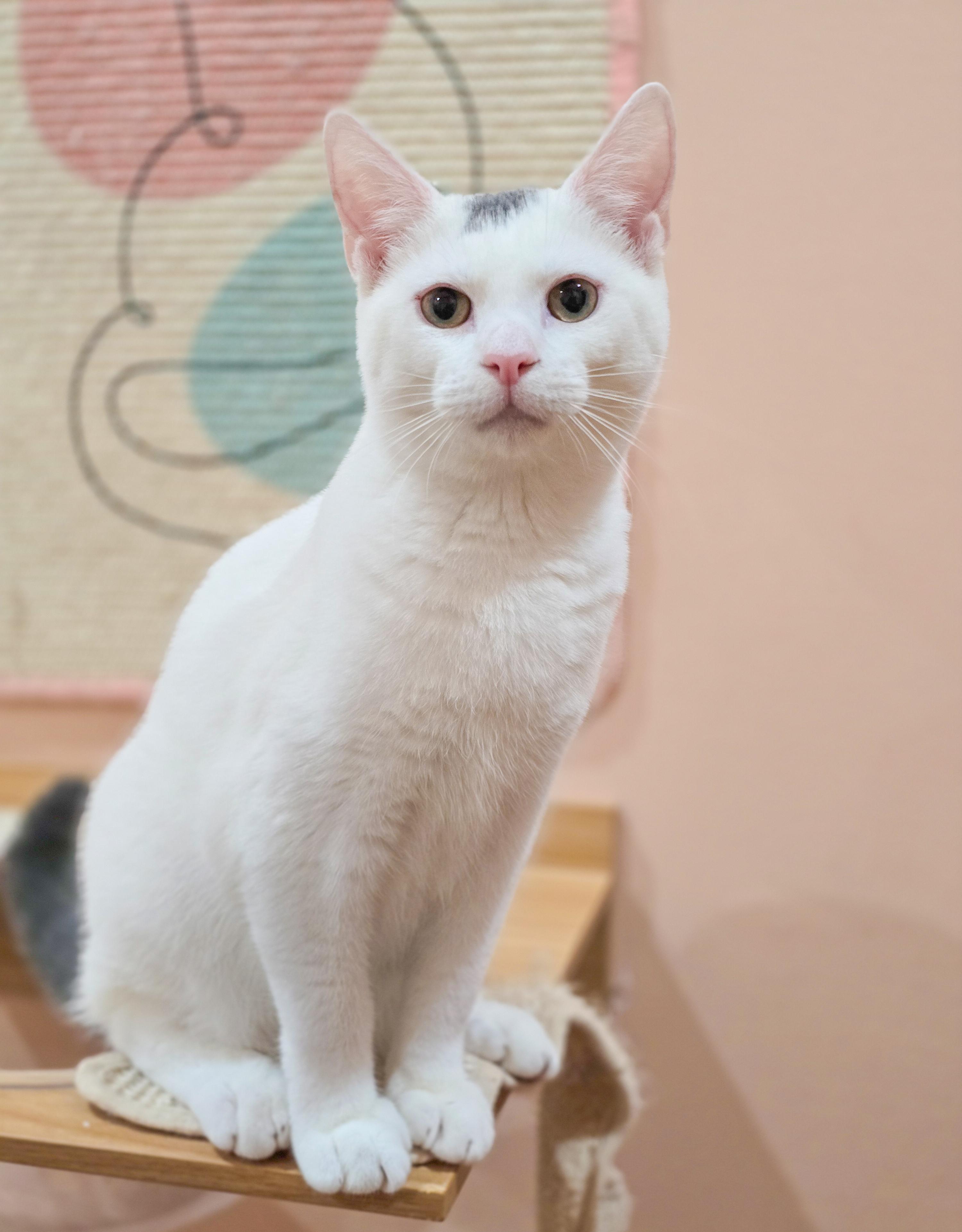 Enlarge Sparks, a Adoptable Domestic Short Hair in Mullica Hill, NJ image 1/5