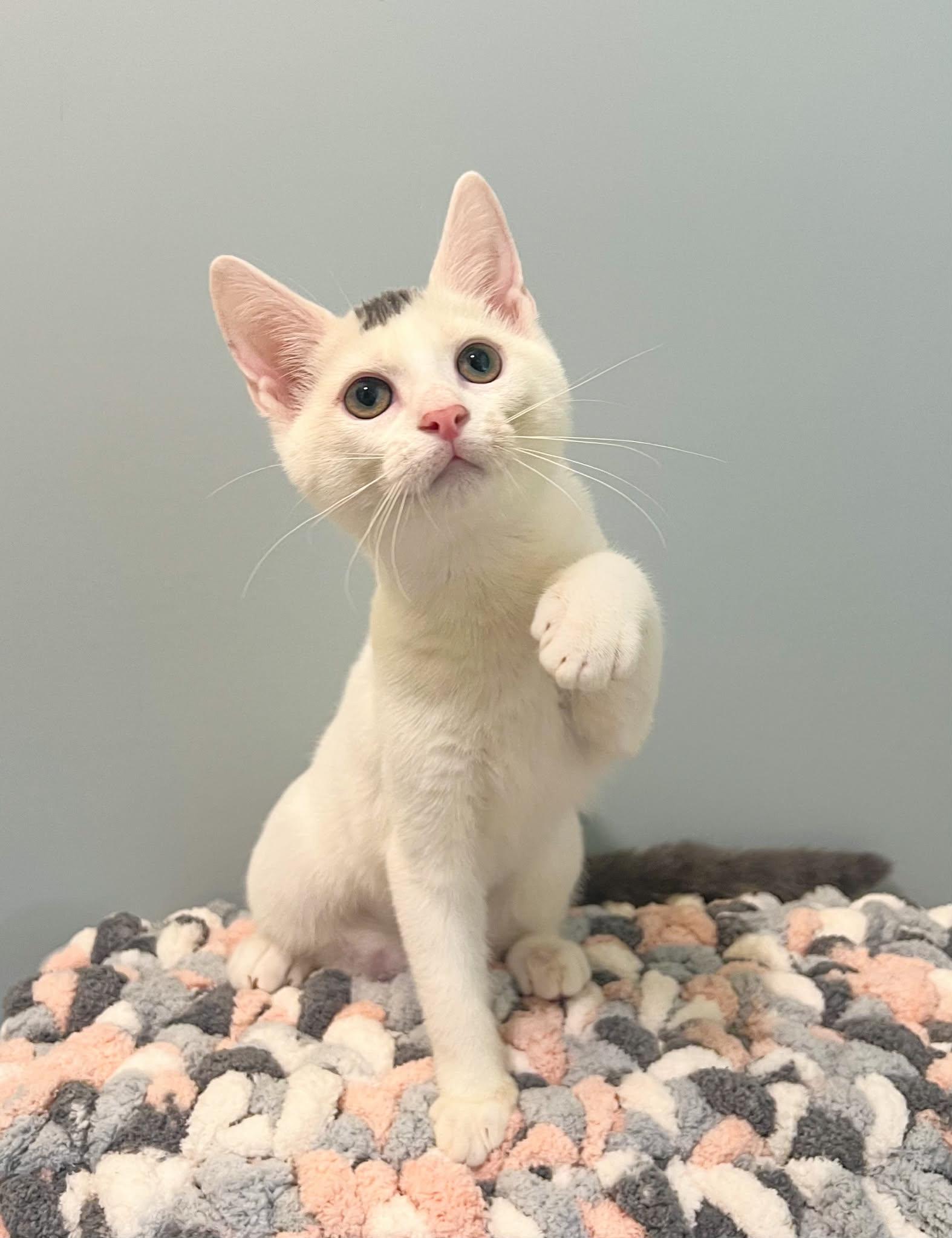 Enlarge Sparks, a Adoptable Domestic Short Hair in Mullica Hill, NJ image 4/5