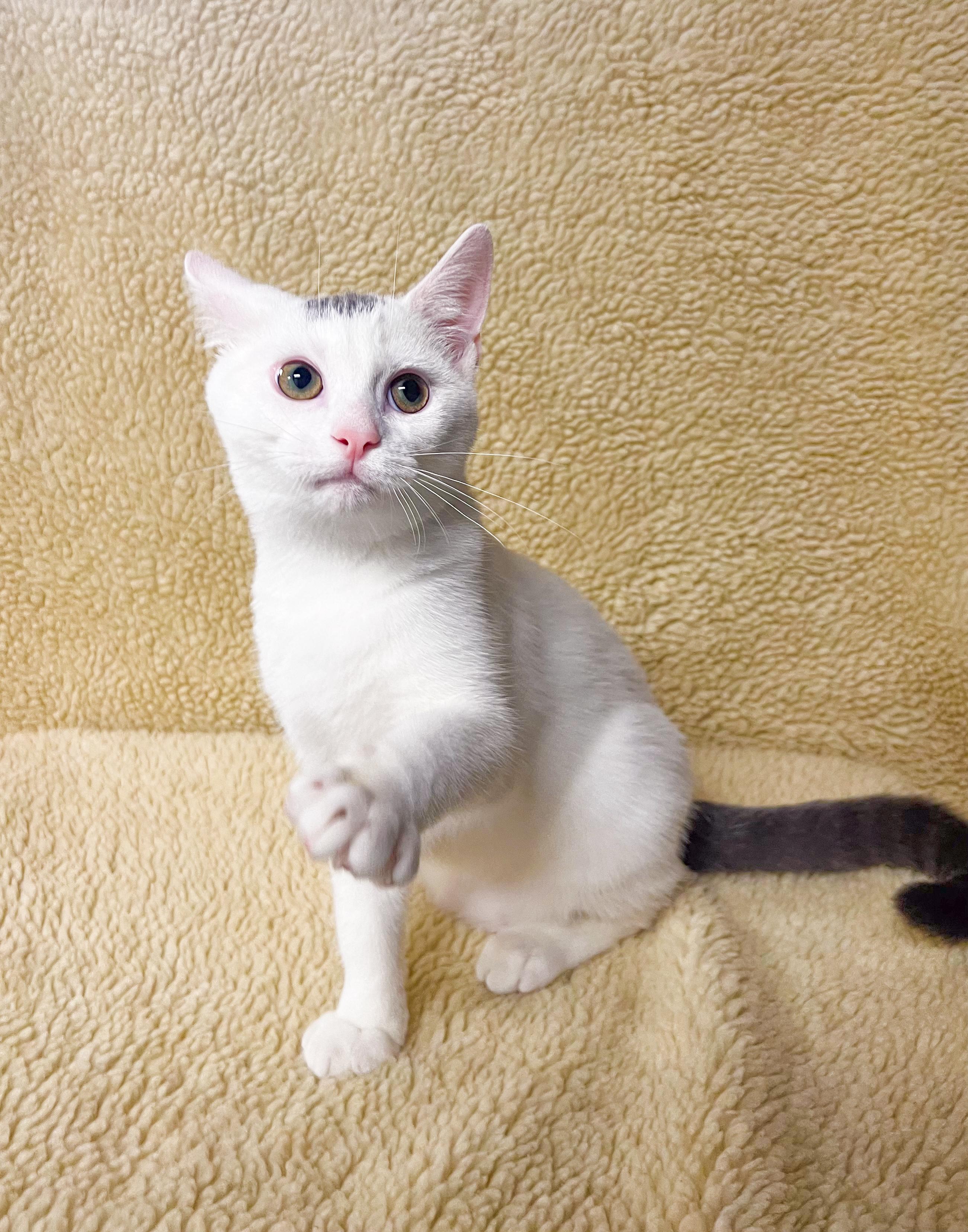 Enlarge Sparks, a Adoptable Domestic Short Hair in Mullica Hill, NJ image 2/5