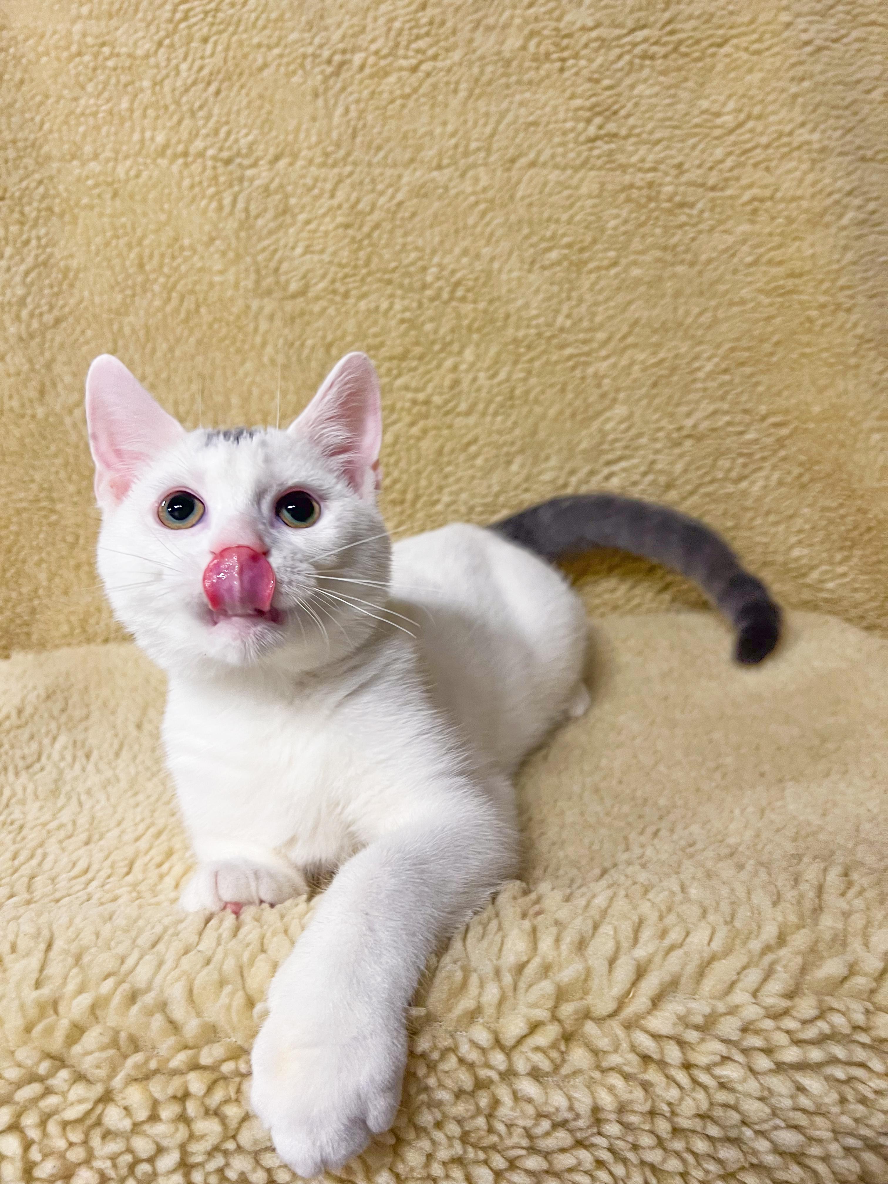 Enlarge Sparks, a Adoptable Domestic Short Hair in Mullica Hill, NJ image 3/5