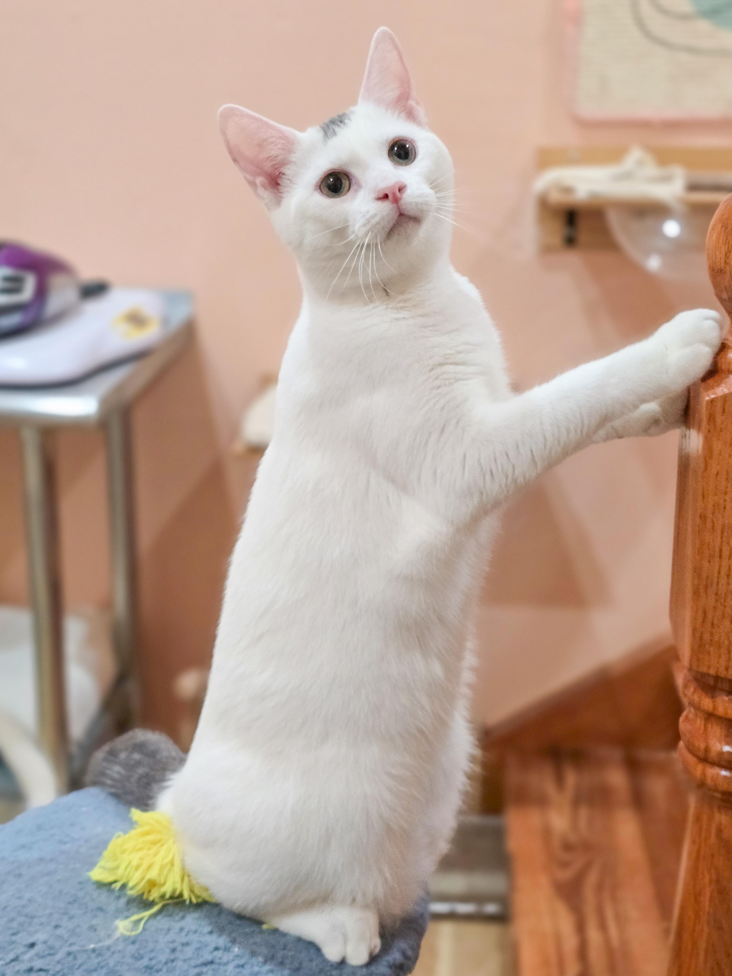 Enlarge Sparks, a Adoptable Domestic Short Hair in Mullica Hill, NJ image 2/5