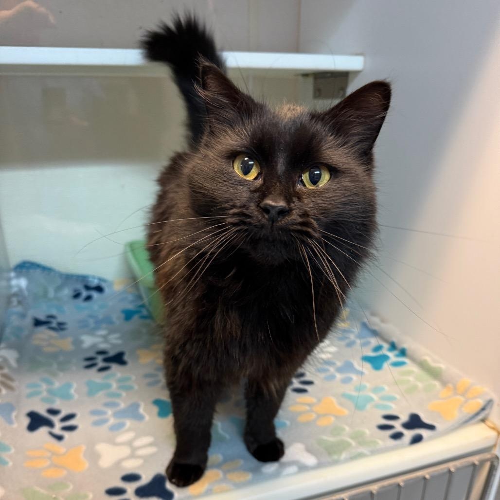 Critter, adopted, Adult Female Domestic Short Hair.