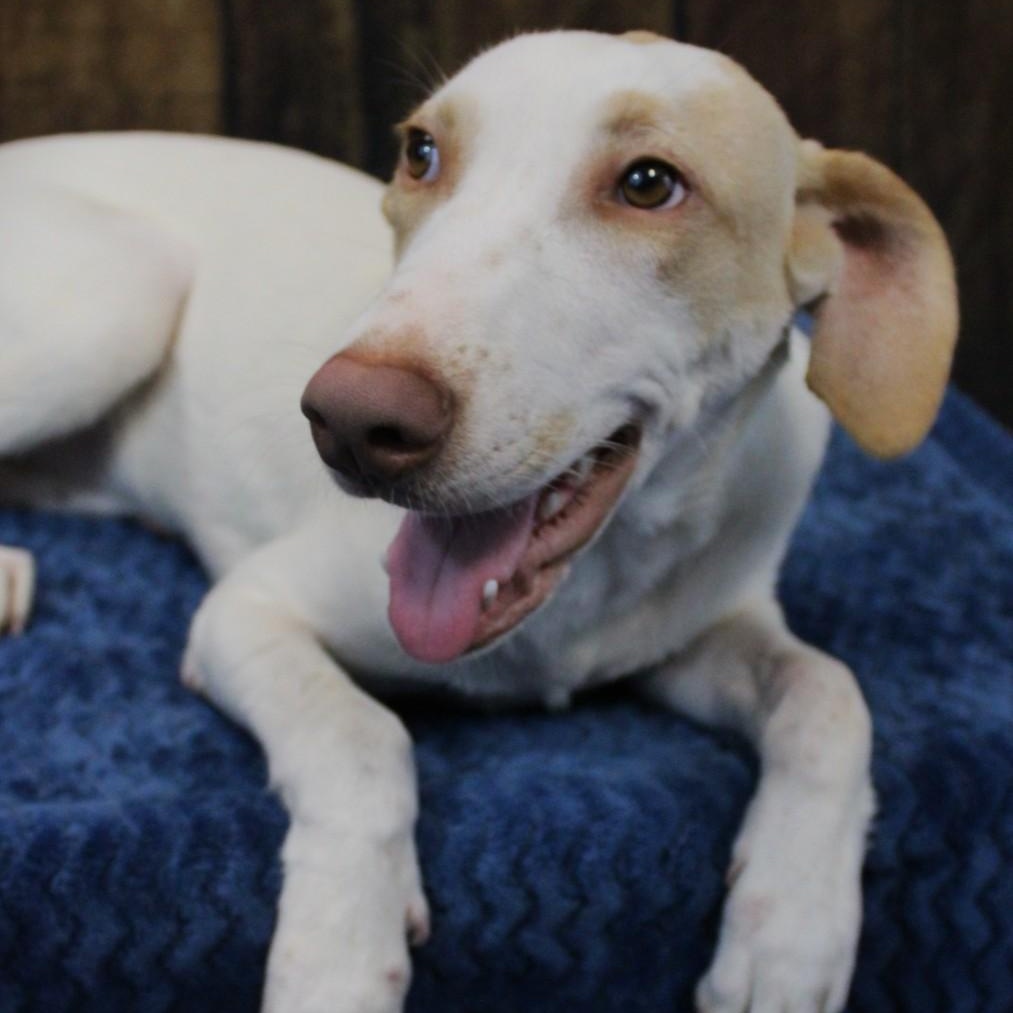 Meet Petals This sweet and gentle girl is just 1 year old and 25 poundsa perfect petite size for s