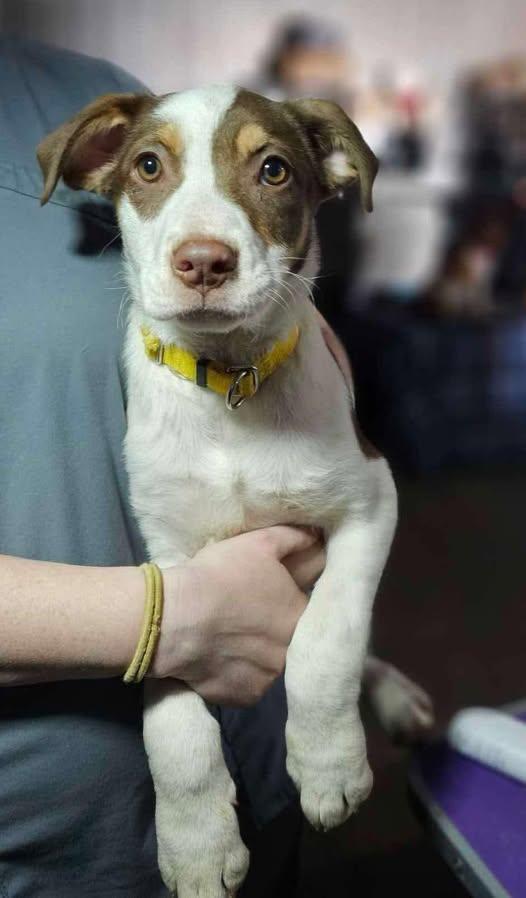 Maple, a Adoptable Mixed Breed in Coralville, IA image 1/3