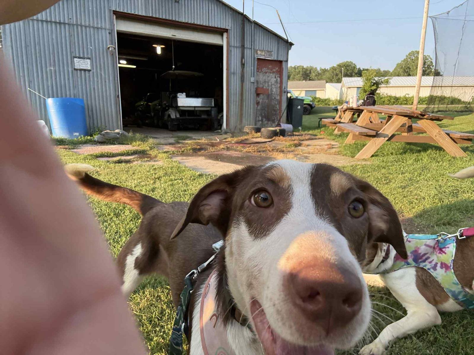 Maple, a Adoptable Mixed Breed in Coralville, IA image 2/3