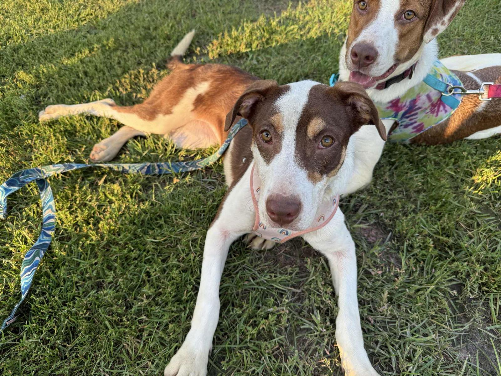 Maple, a Adoptable Mixed Breed in Coralville, IA image 3/3