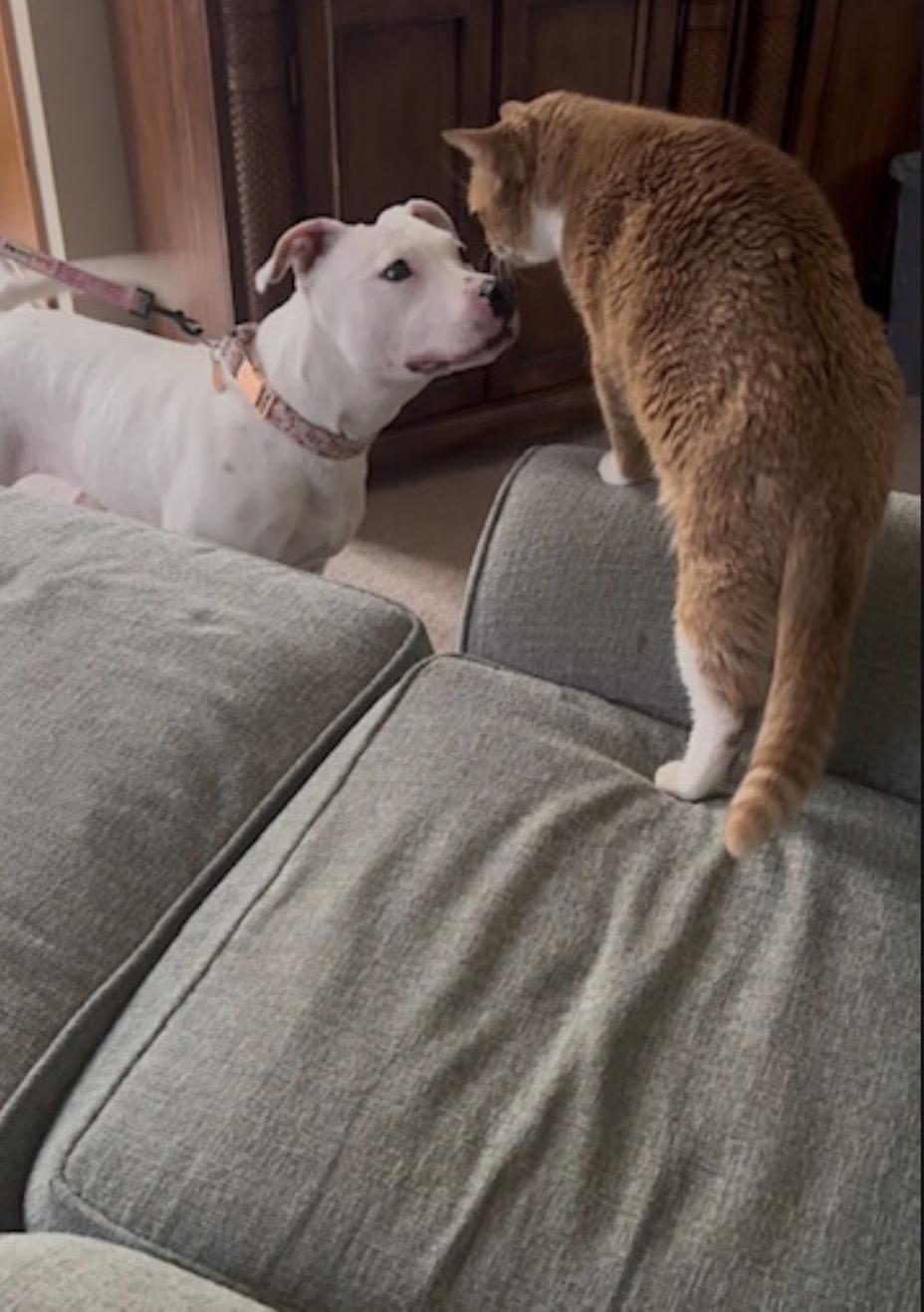 Scarlet (courtesy post), a ADOPTABLE mixed breed in New Boston, NH image 5/6