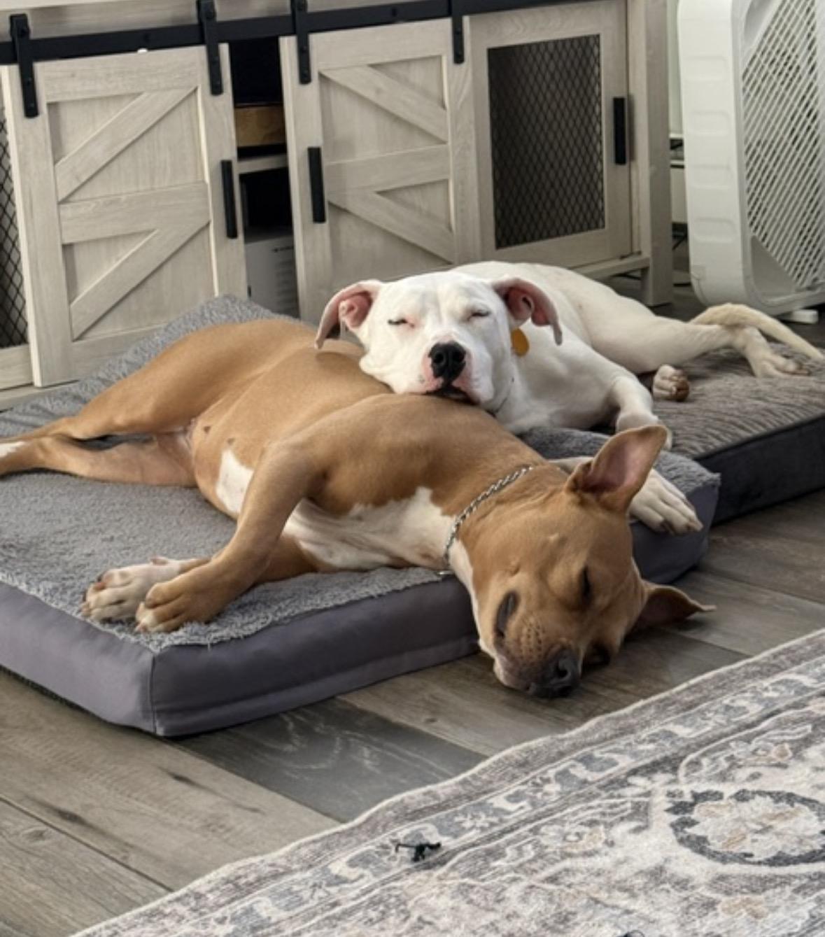 Scarlet (courtesy post), a ADOPTABLE mixed breed in New Boston, NH image 3/6