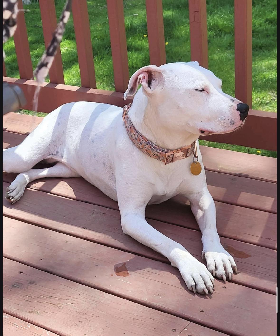Scarlet (courtesy post), a ADOPTABLE mixed breed in New Boston, NH image 4/6