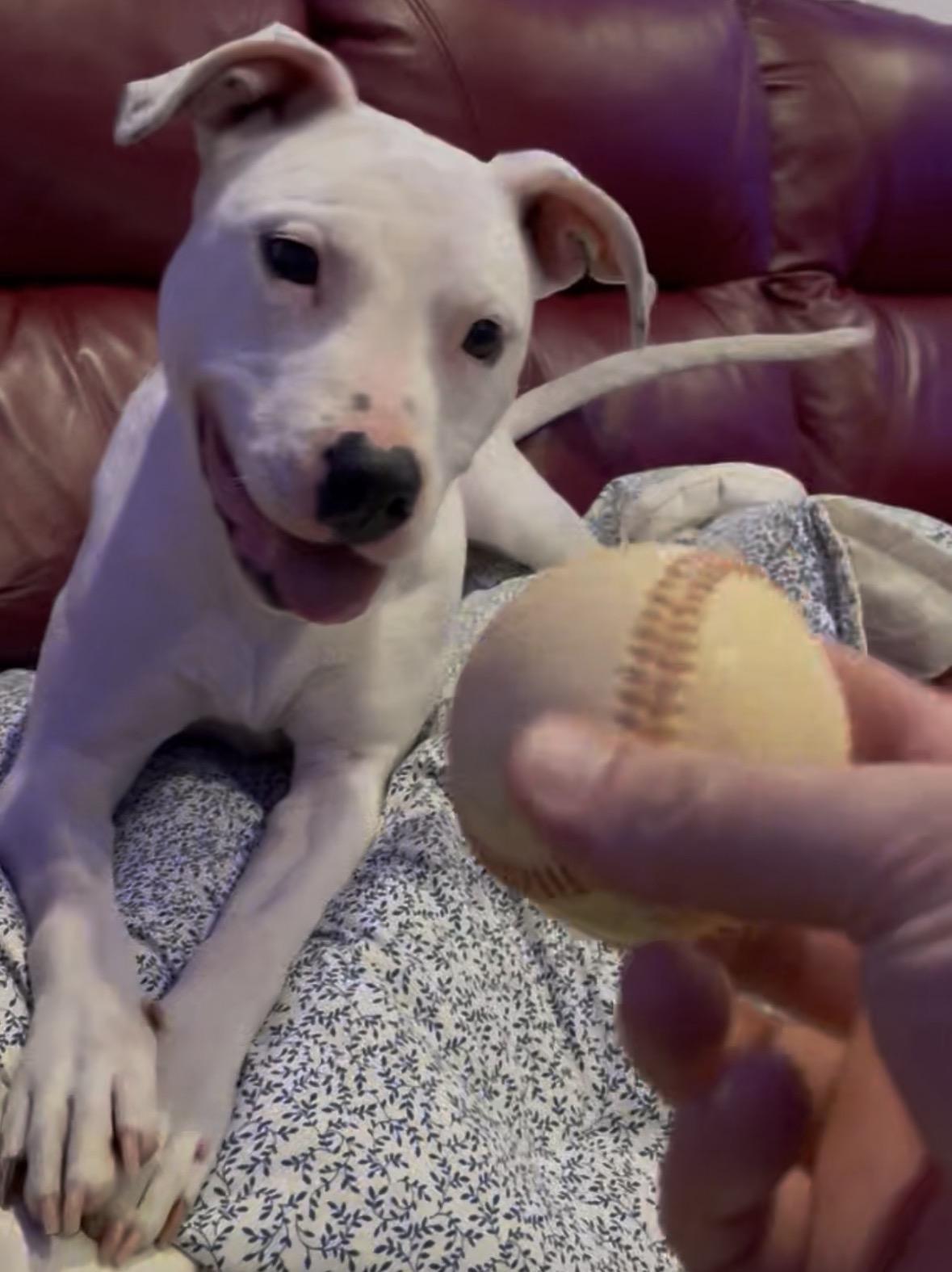 Scarlet (courtesy post), a ADOPTABLE mixed breed in New Boston, NH image 2/6