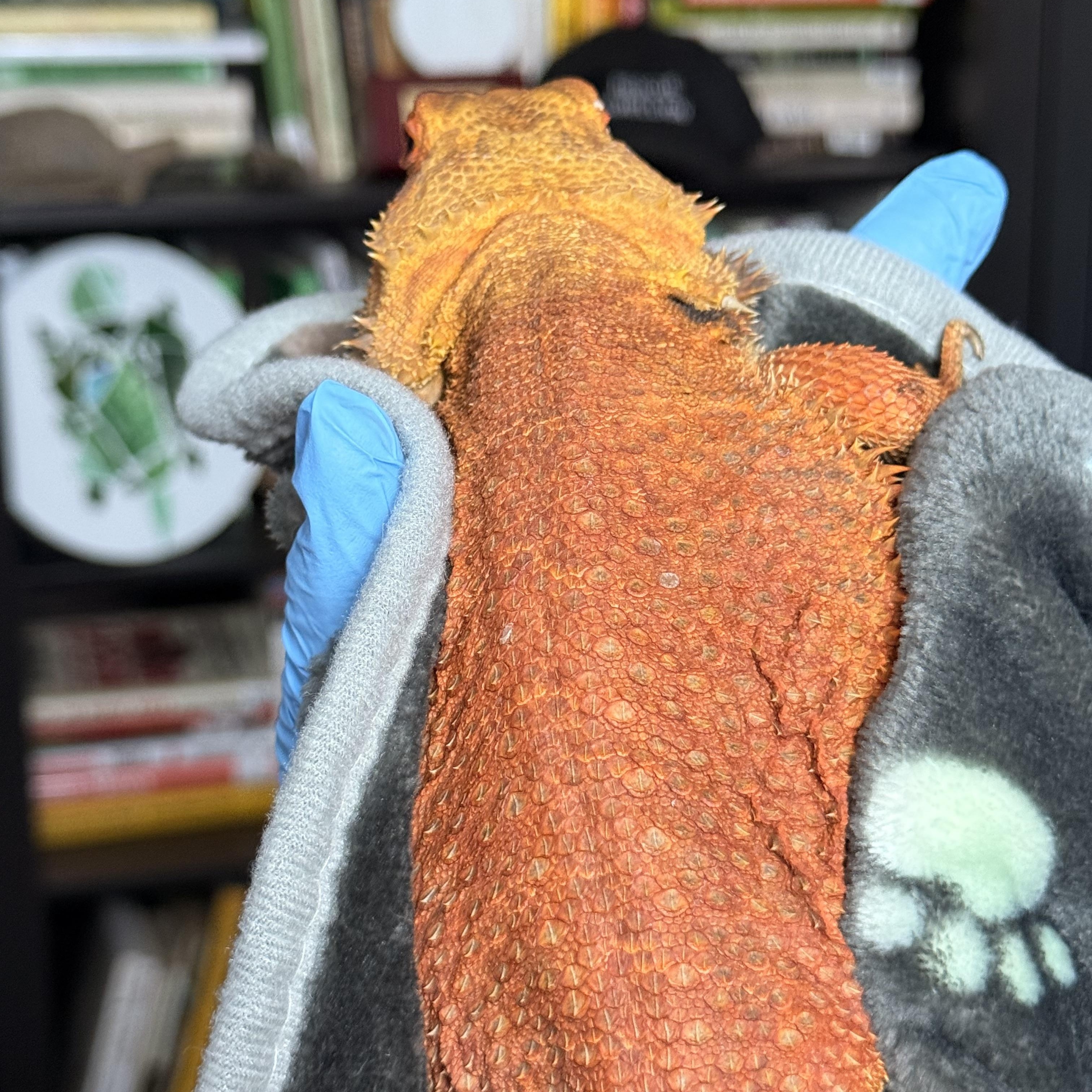Enlarge Saffron, an adopted Bearded Dragon in JACKSON, NJ image 4/4