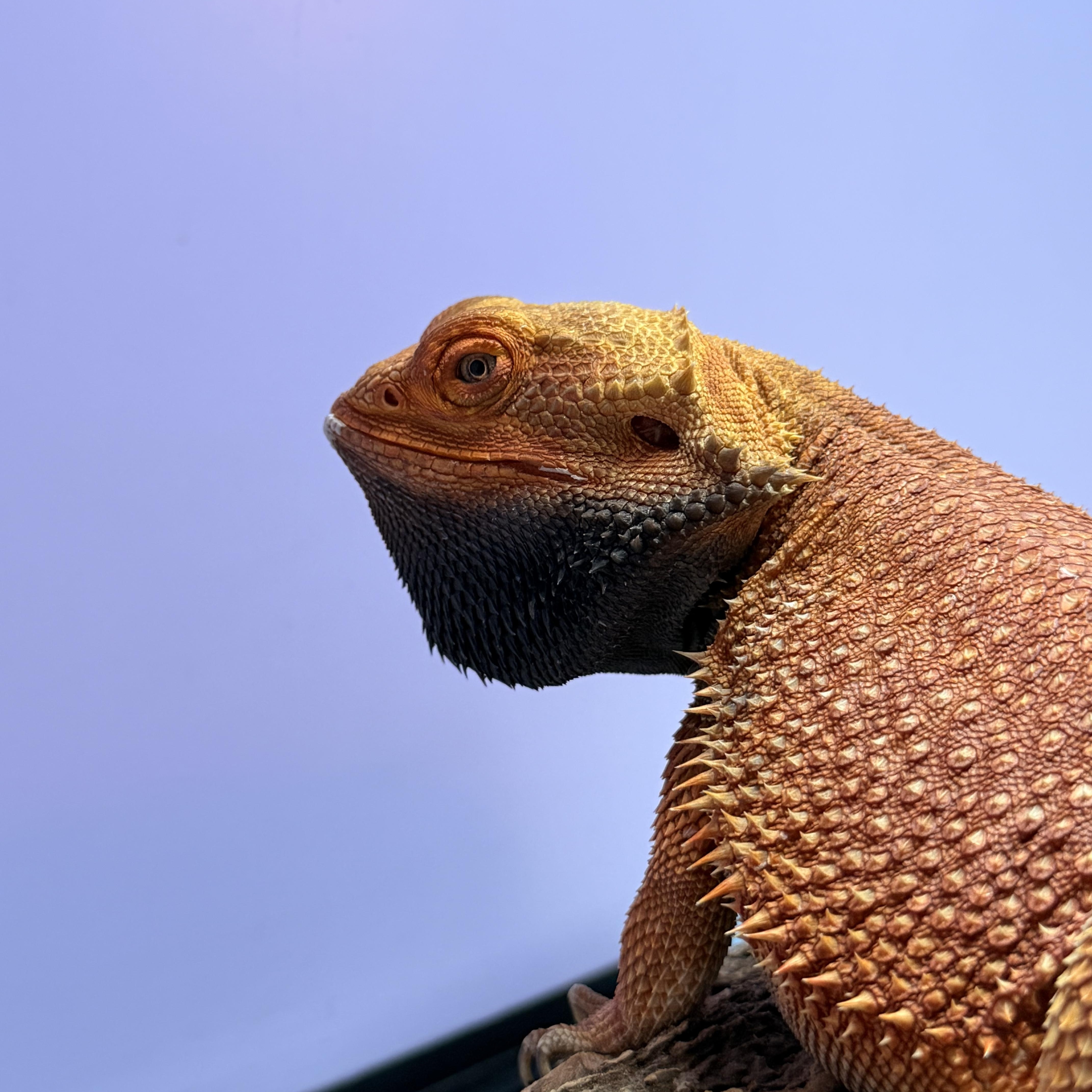 Saffron, adopted, Adult Male Bearded Dragon.