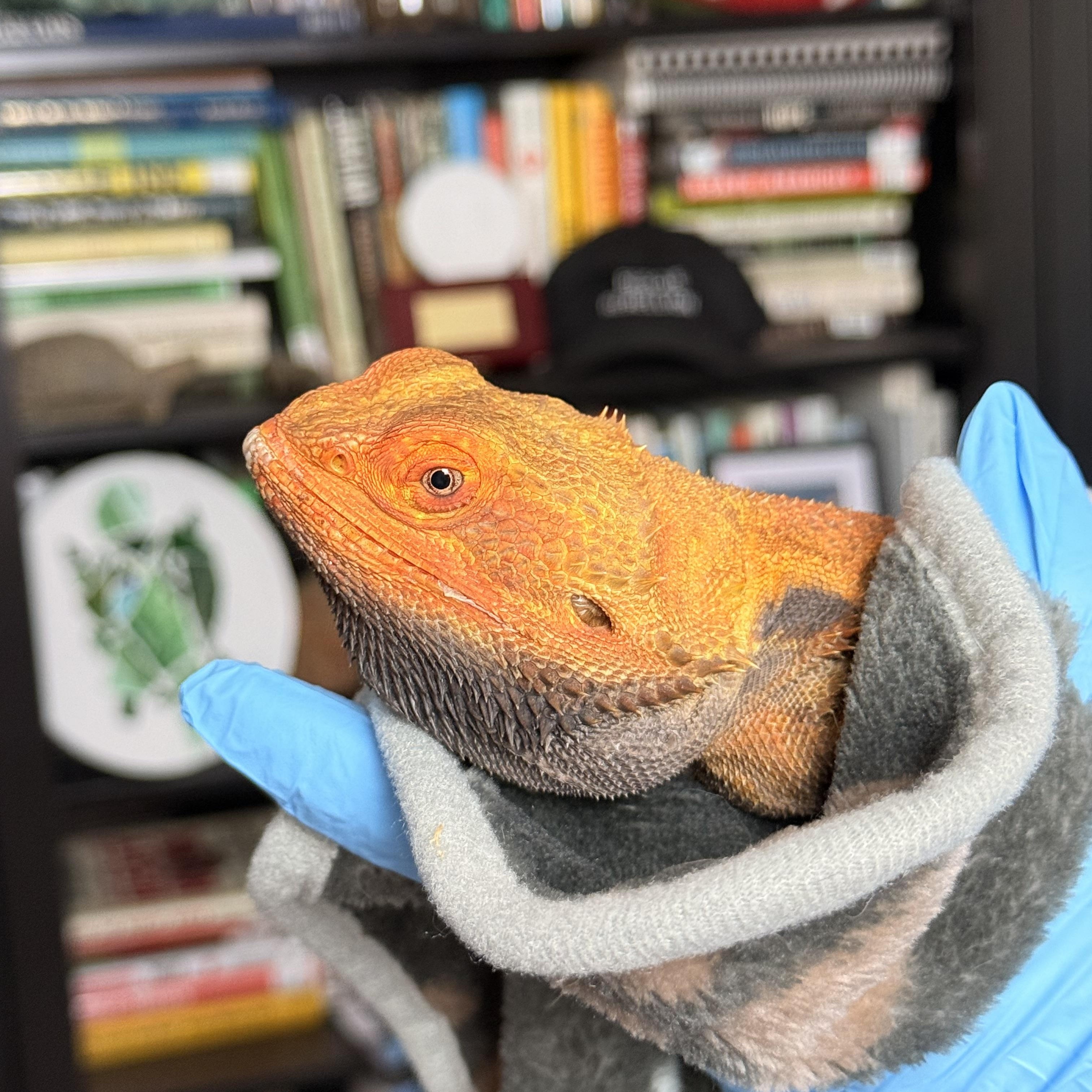 Enlarge Saffron, an adopted Bearded Dragon in JACKSON, NJ image 2/4