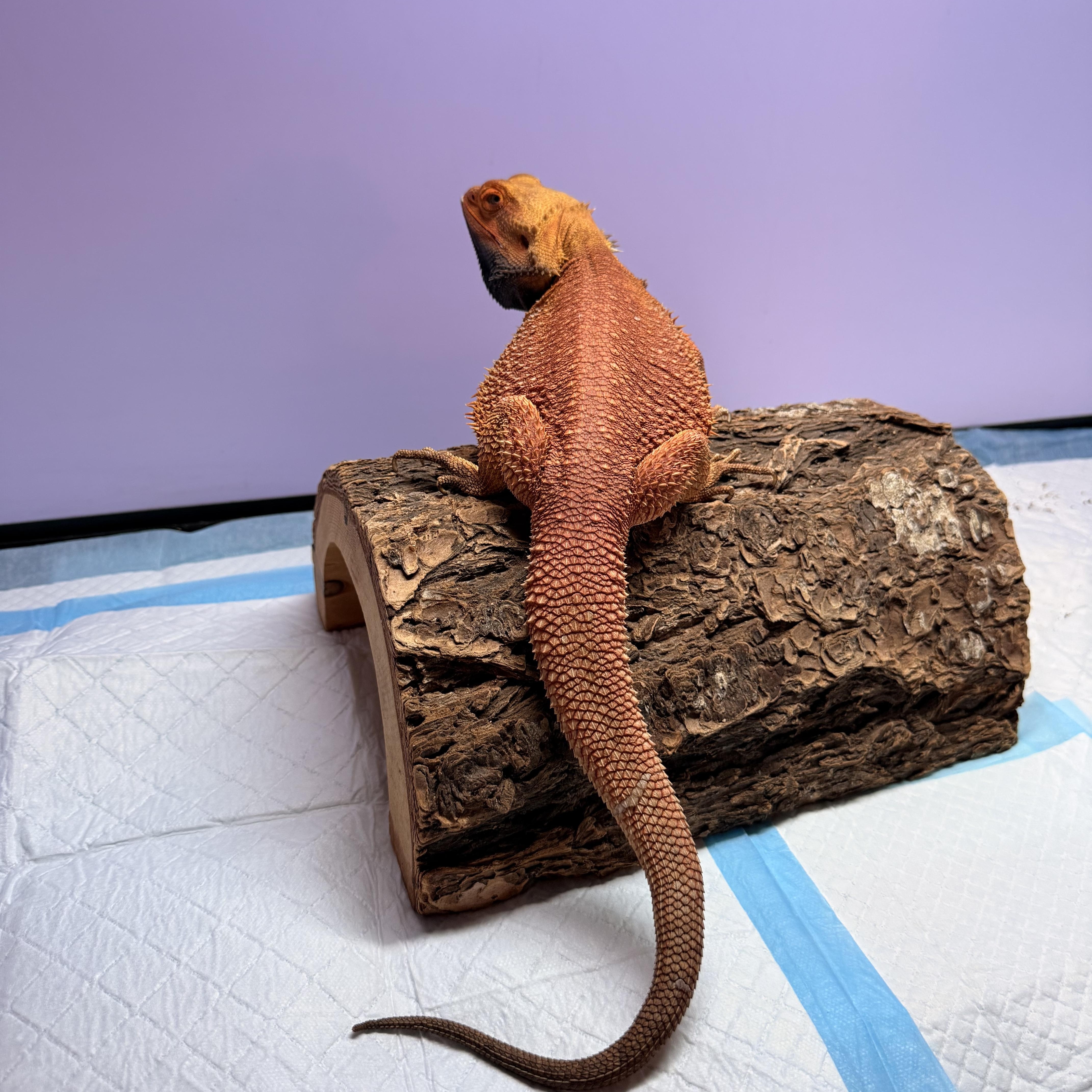Enlarge Saffron, an adopted Bearded Dragon in JACKSON, NJ image 3/4