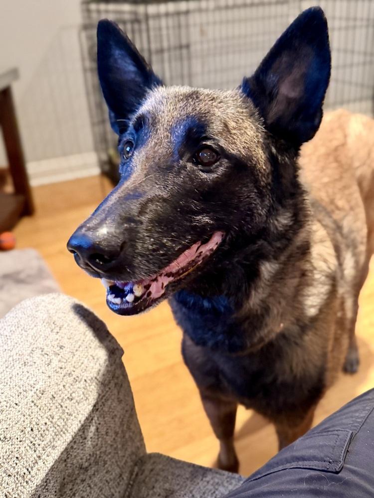 Oakley (Fostered in Michigan), a Adoptable Belgian Shepherd / Malinois in Omaha, NE image 1/6