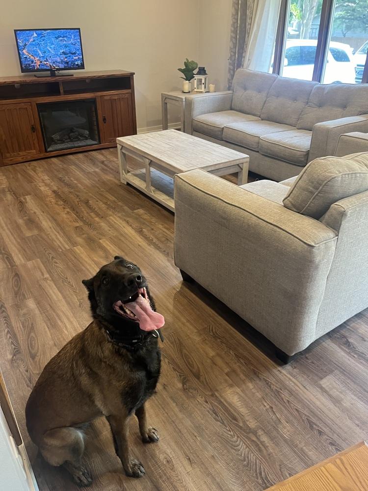 Oakley (Fostered in Michigan), a Adoptable Belgian Shepherd / Malinois in Omaha, NE image 6/6