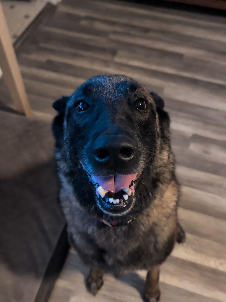 Oakley (Fostered in Michigan), a Adoptable Belgian Shepherd / Malinois in Omaha, NE image 2/6