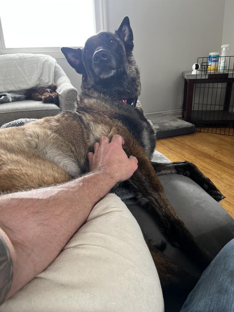 Oakley (Fostered in Michigan), a Adoptable Belgian Shepherd / Malinois in Omaha, NE image 3/6