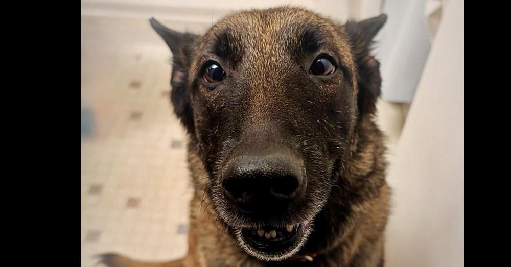 Oakley (Fostered in Michigan), a Adoptable Belgian Shepherd / Malinois in Omaha, NE image 4/6