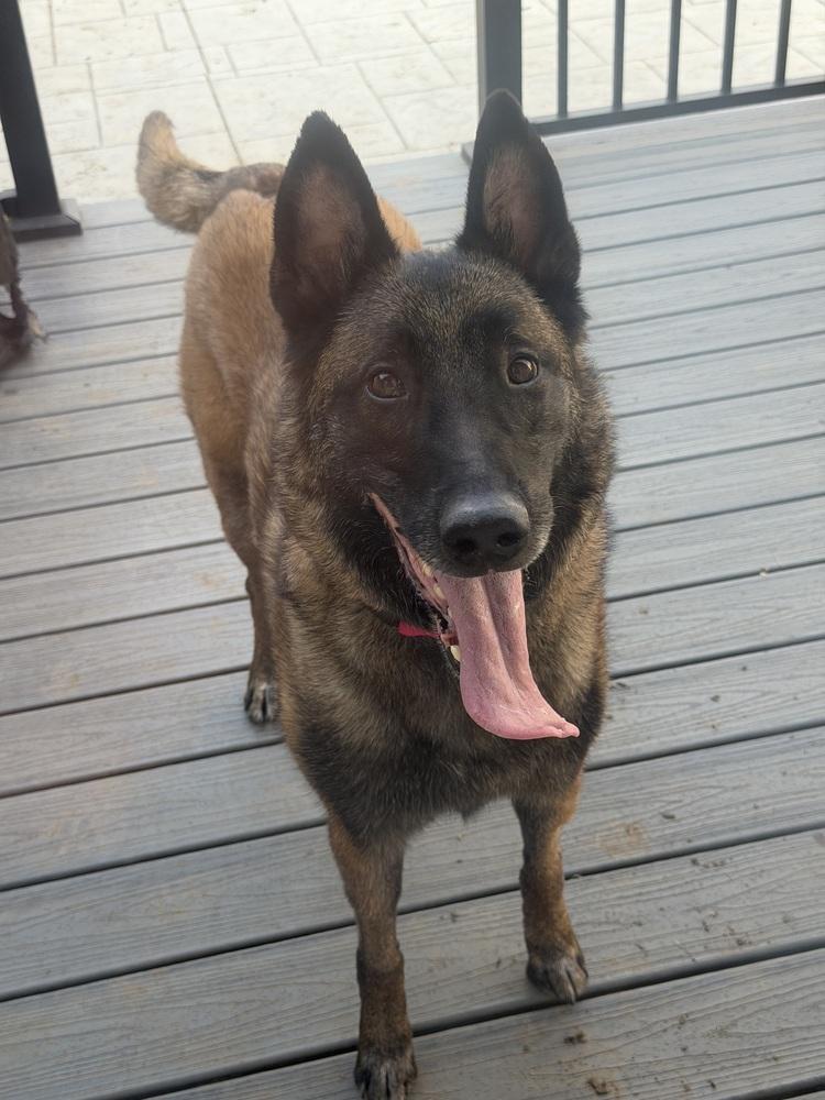 Oakley (Fostered in Michigan), a Adoptable Belgian Shepherd / Malinois in Omaha, NE image 5/6