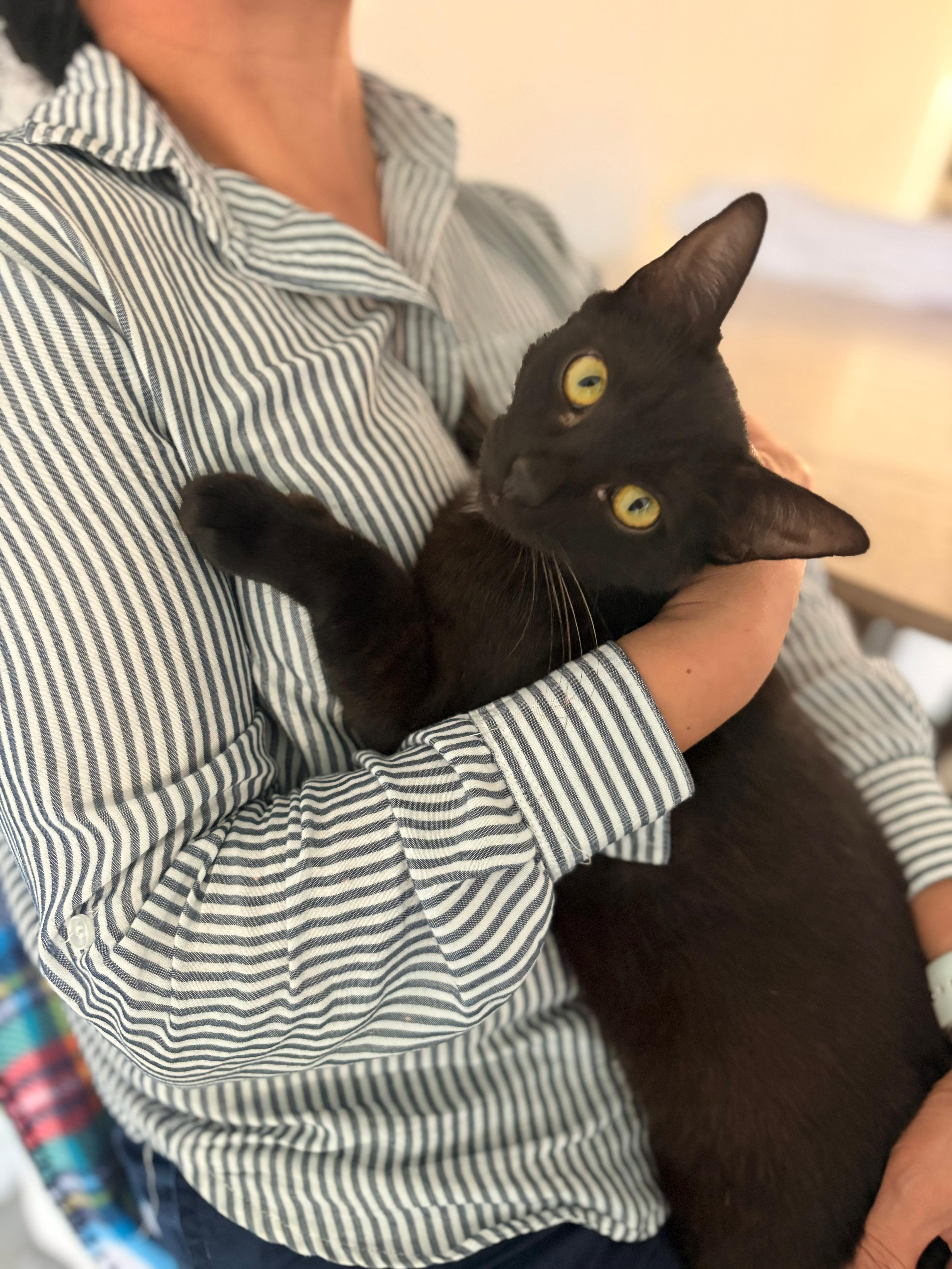 Enlarge Oliver, a ADOPTABLE Domestic Short Hair in Boston, MA image 1/5