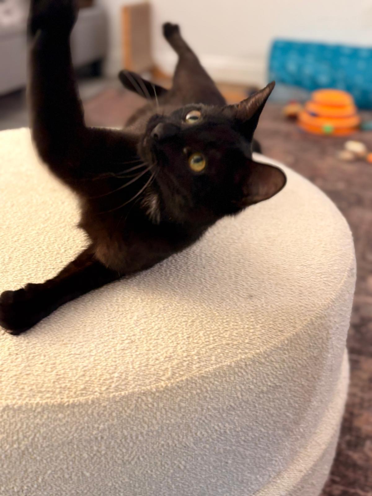 Enlarge Oliver, a ADOPTABLE Domestic Short Hair in Boston, MA image 4/5