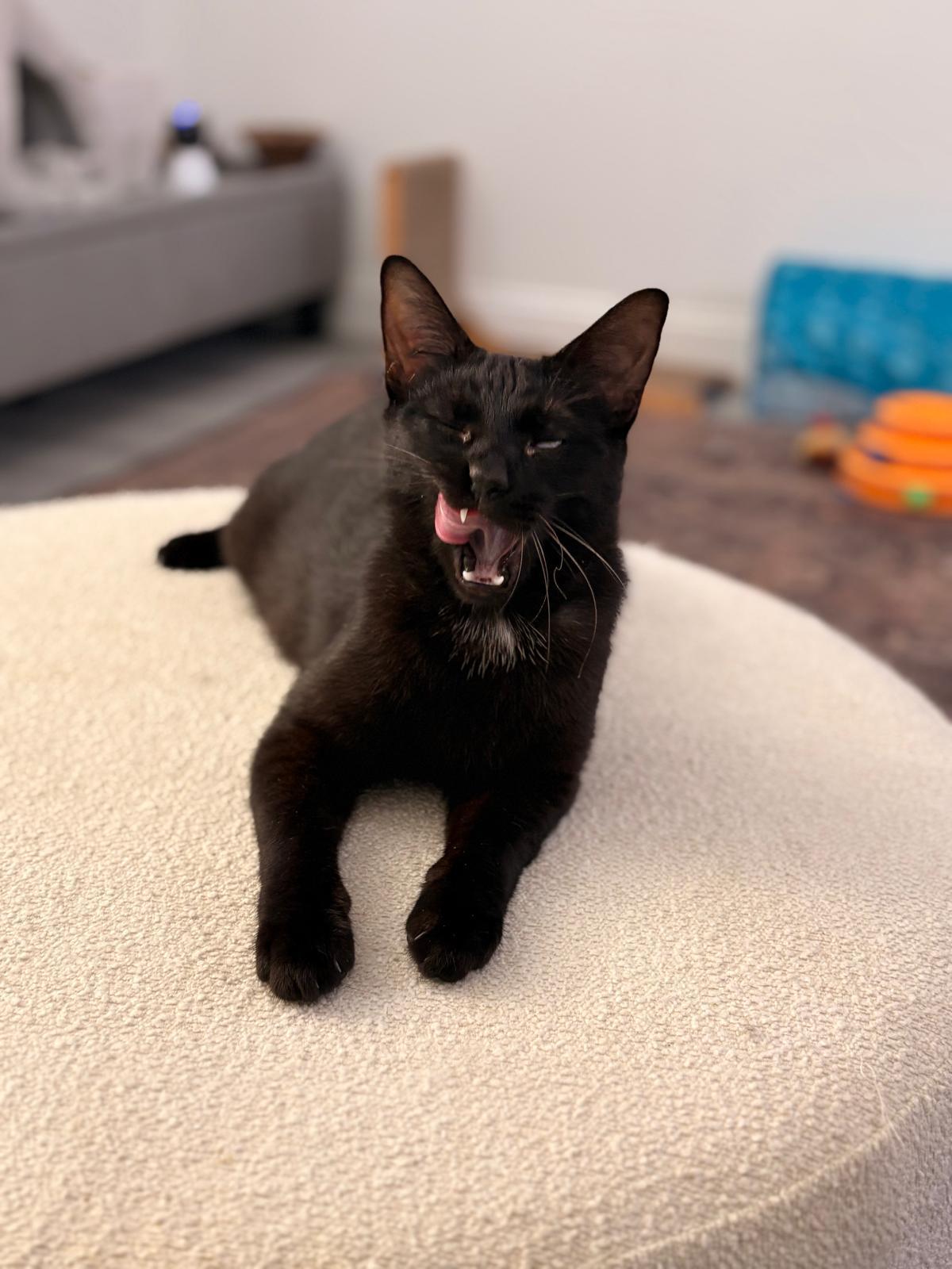 Enlarge Oliver, a ADOPTABLE Domestic Short Hair in Boston, MA image 3/5