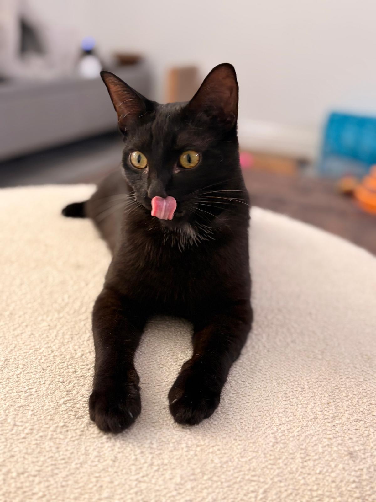 Enlarge Oliver, a ADOPTABLE Domestic Short Hair in Boston, MA image 5/5