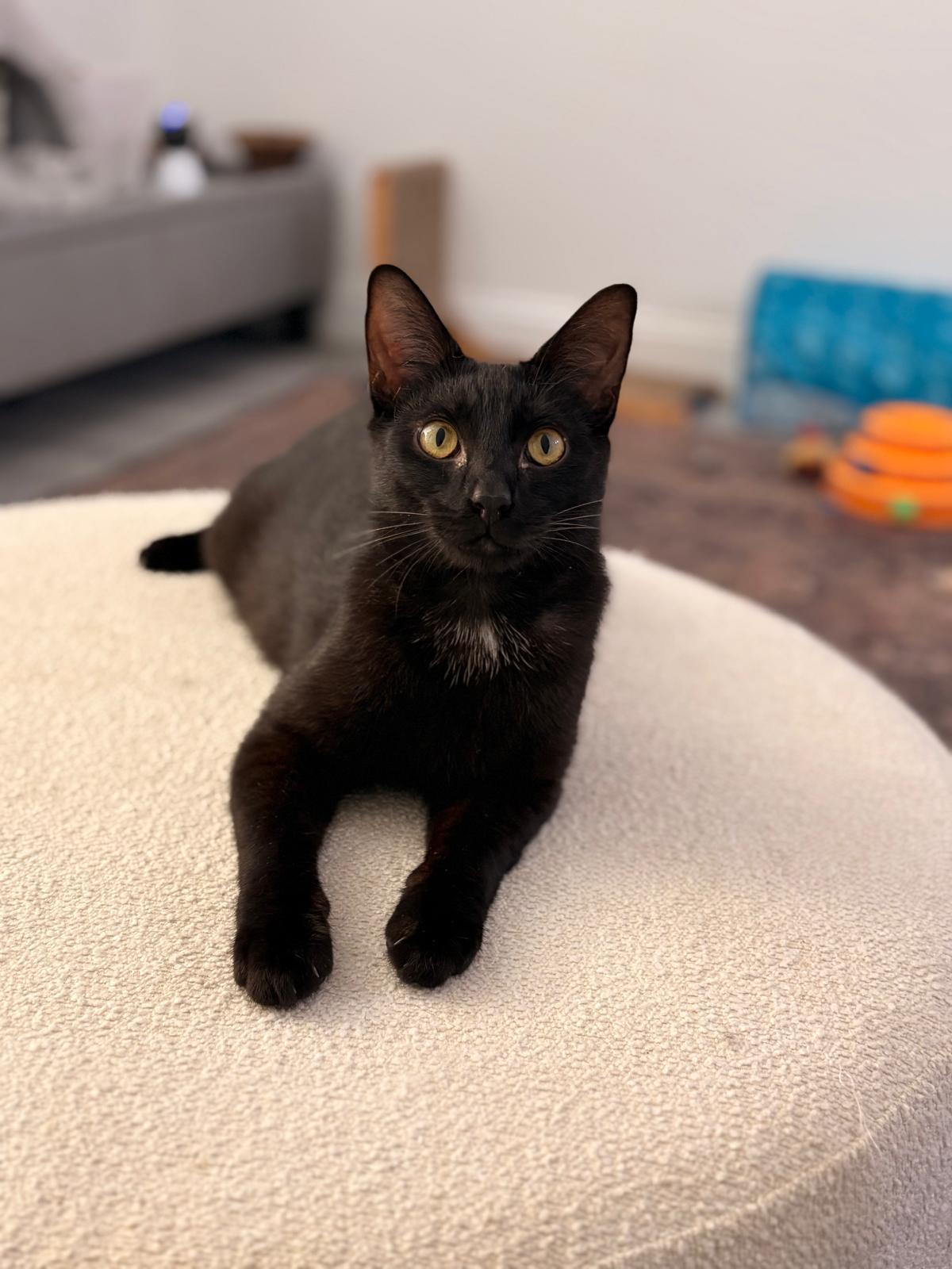 Enlarge Oliver, a ADOPTABLE Domestic Short Hair in Boston, MA image 2/5