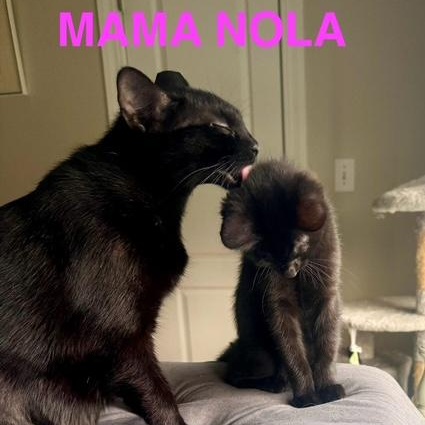 Mama Nola, a Adoptable American Shorthair in Mount Pleasant, SC image 1/2