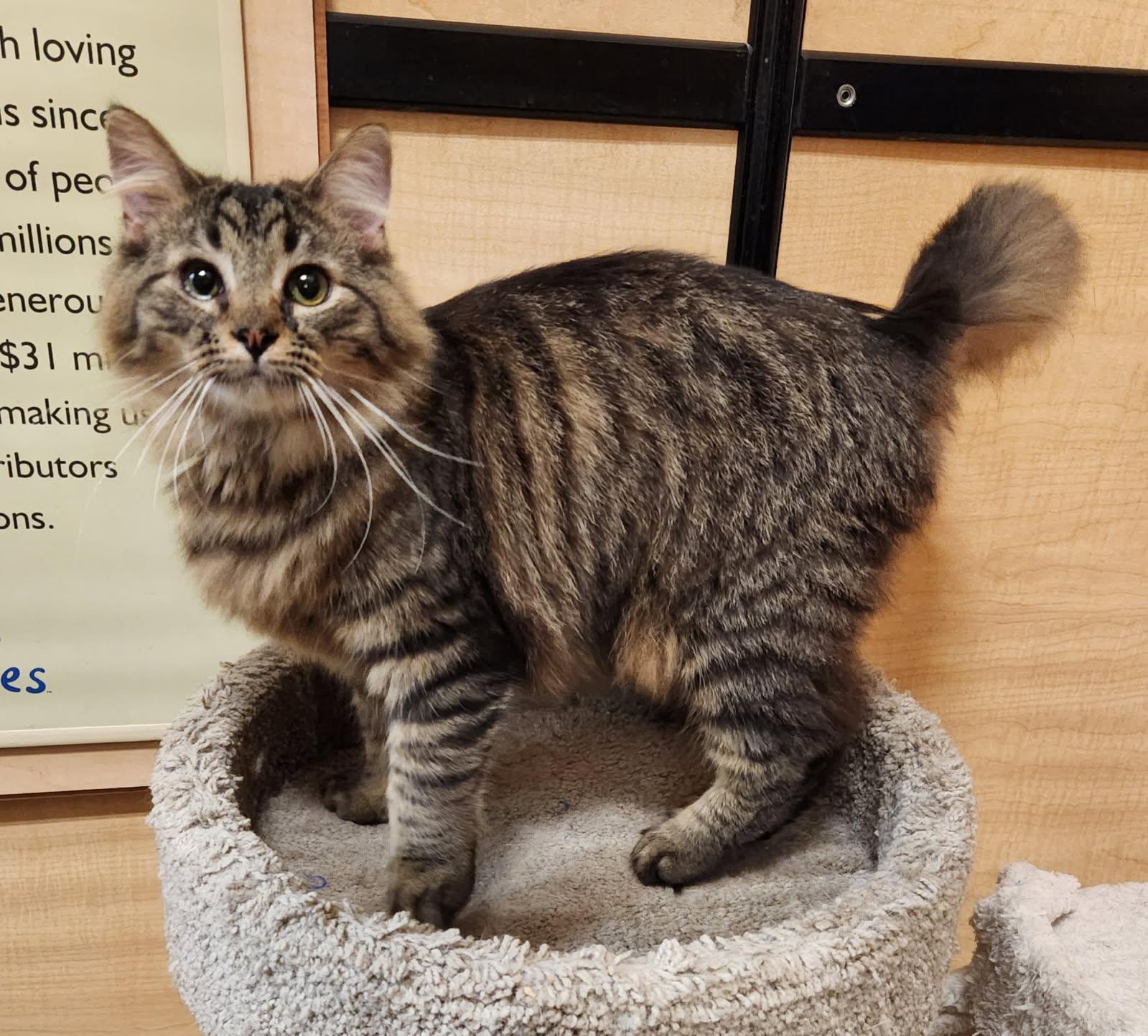Simon, Adopted, Kitten Male Domestic Long Hair.