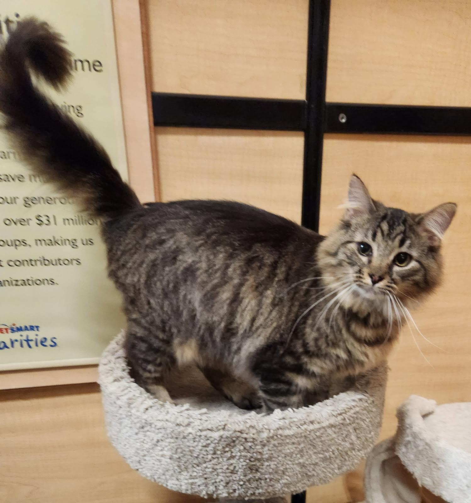 Enlarge Simon, a Adopted Domestic Long Hair in Barrington Hills, IL image 2/4