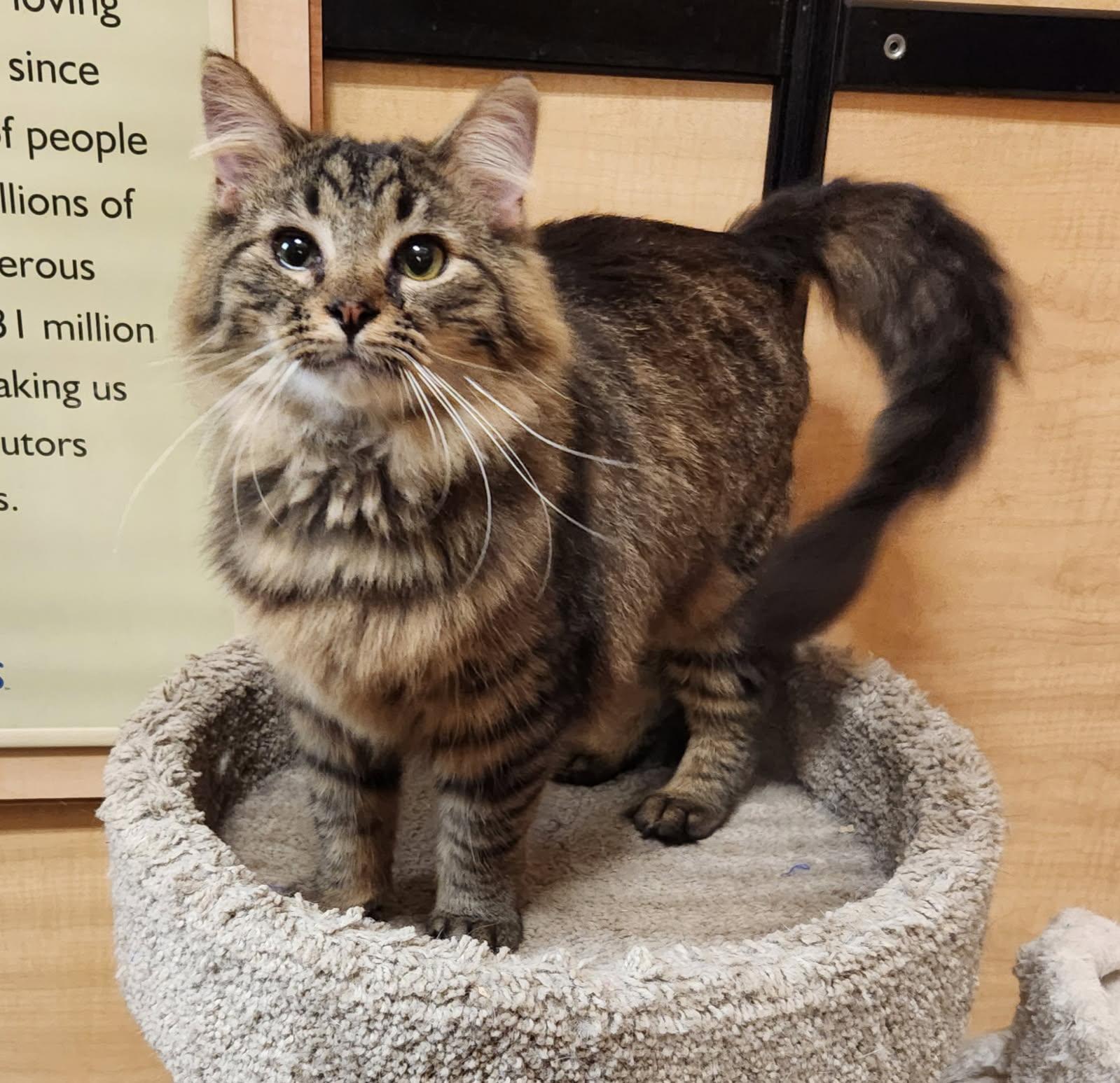 Enlarge Simon, a Adopted Domestic Long Hair in Barrington Hills, IL image 3/4