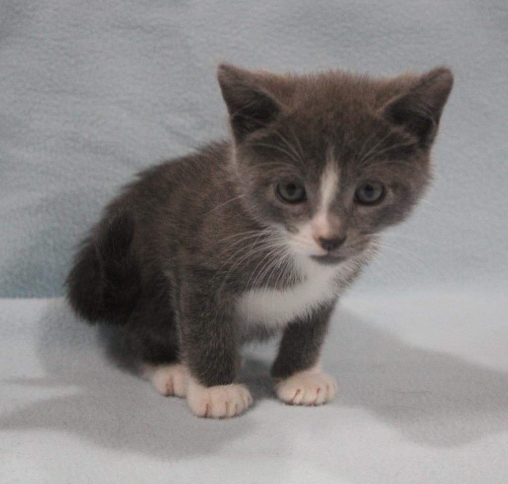 Clyde, Adoptable, Kitten Male Domestic Short Hair.