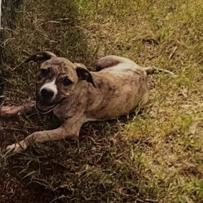 Tawn, Adoptable, Young Female Mixed Breed.