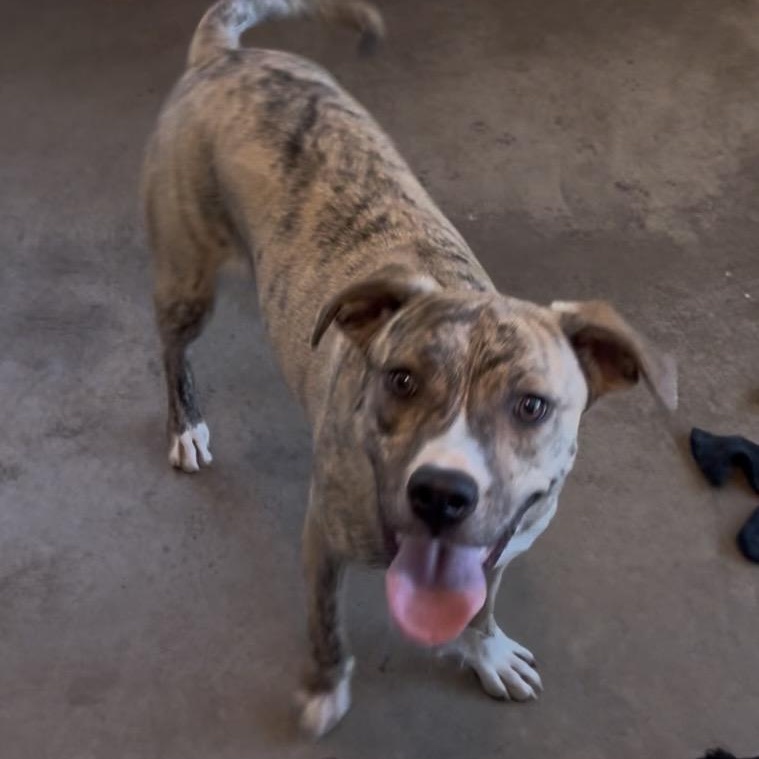 Rika, an adopted Mixed Breed in Cordell, OK image 2/4