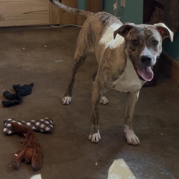 Rika, adopted, Young Female Mixed Breed.