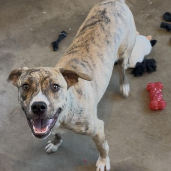 Rika, an adopted Mixed Breed in Cordell, OK image 3/4