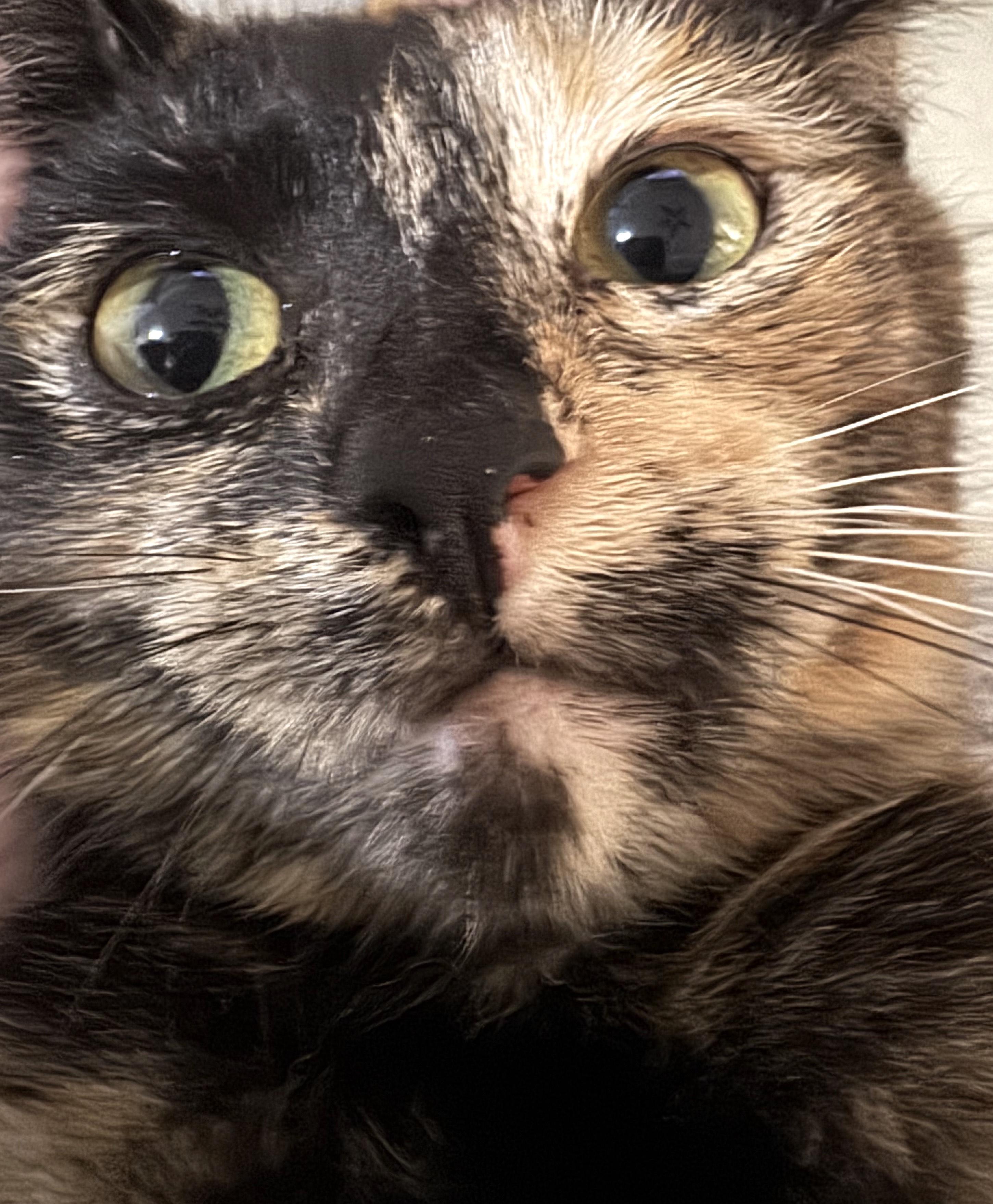 Sira — thumbnail 2