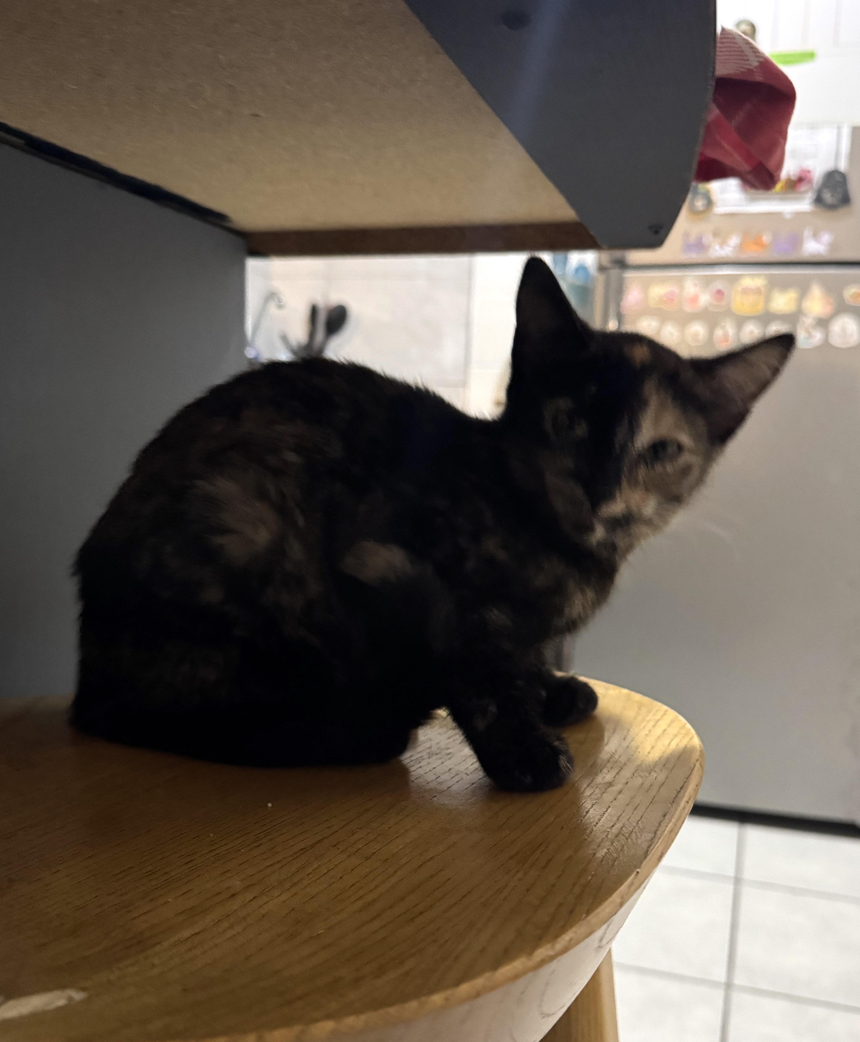 Sira — thumbnail 3